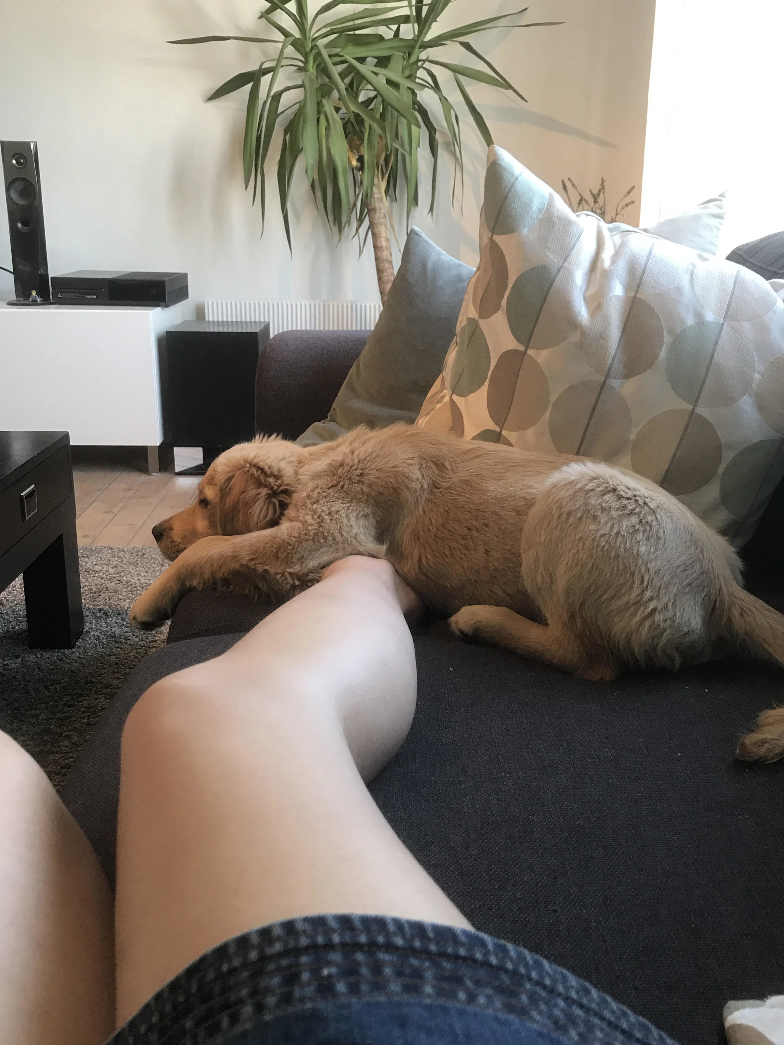 A little image of yesterday's visitor sleeping on my leg.