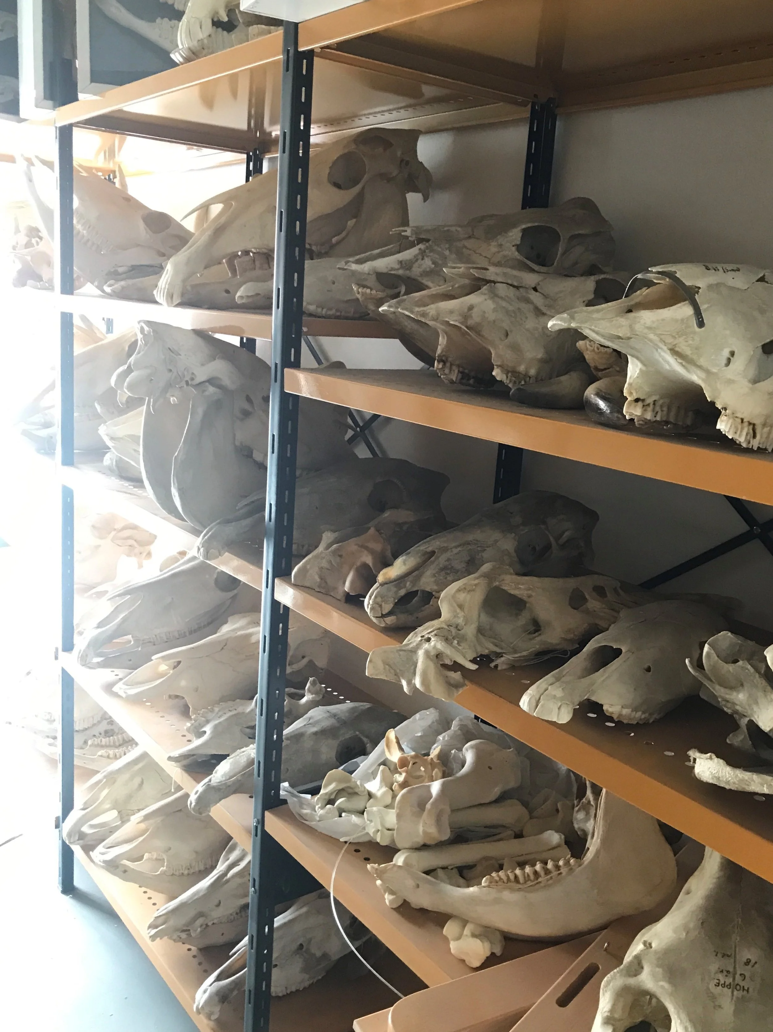 I thought I'd include a sneaky image I took in the storage area above the dissection room. We're currently working on the digestive system, and today's demonstration revolved around teeth.