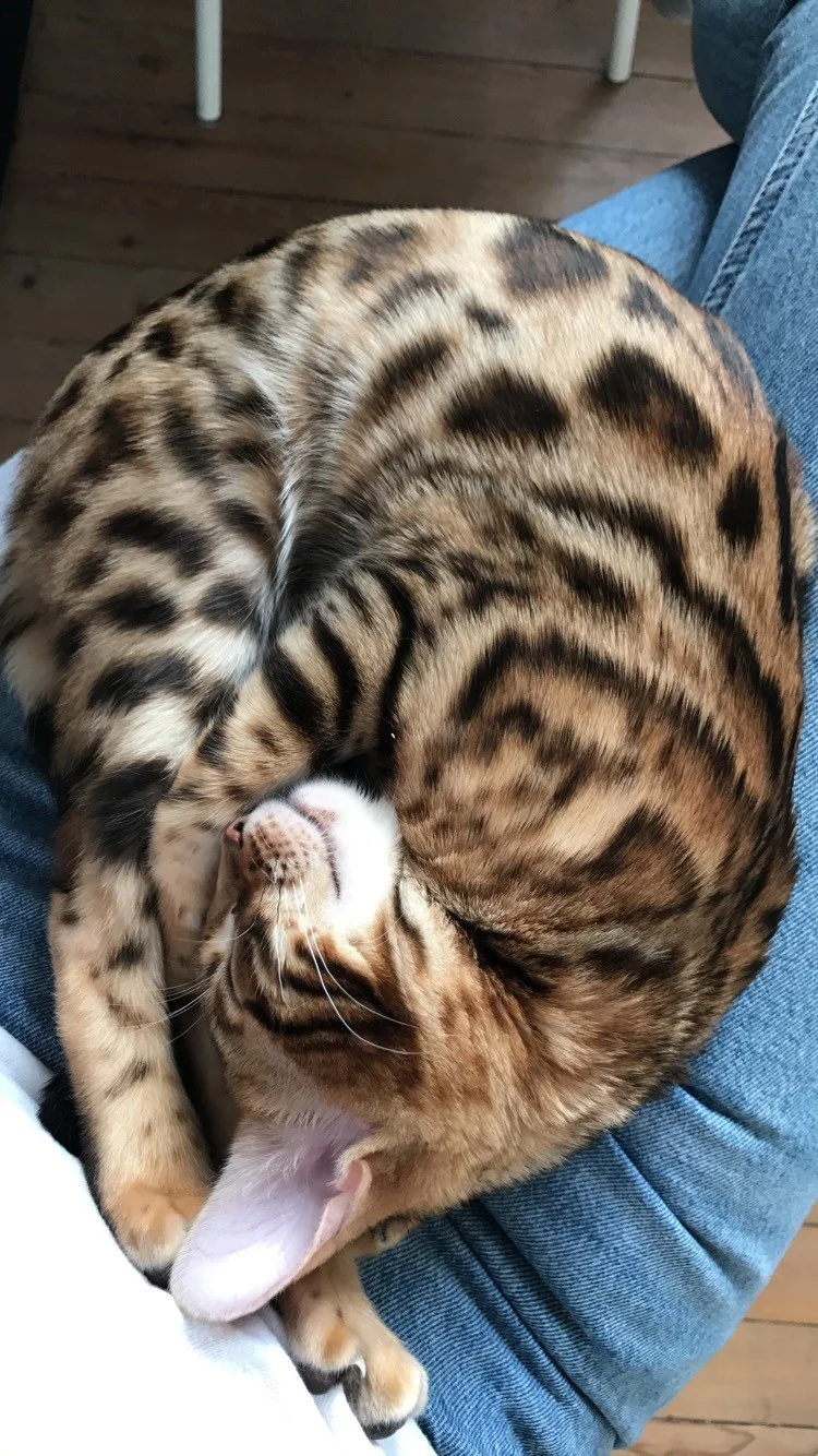 I didn't really have an image to go with this blog post, so I thought "when in doubt, go for a cute kitten pic". I think this is a good rule in general.