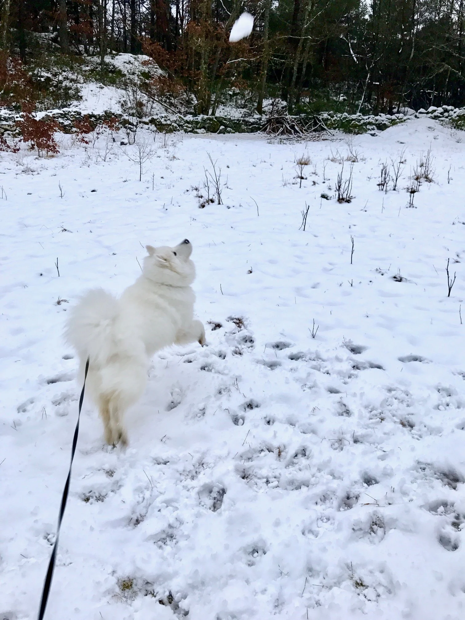 hundehopp2.jpg
