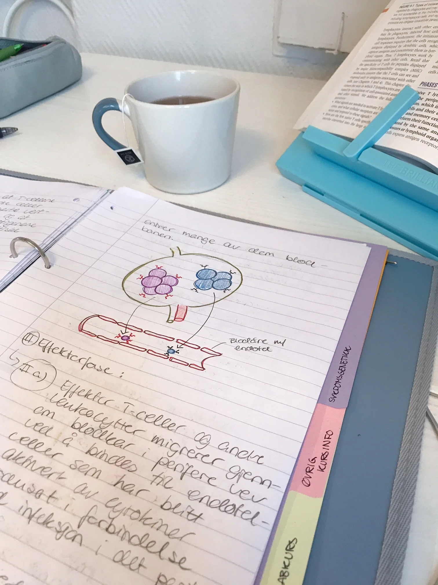 Notes from yesterday's immunology lectures on T-cells, with a lovely cup of Black Cat tea from a very dear friend of mine.