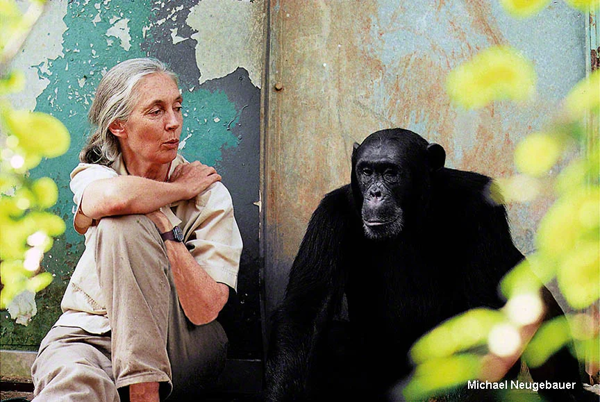Jane Goodall 1.jpg