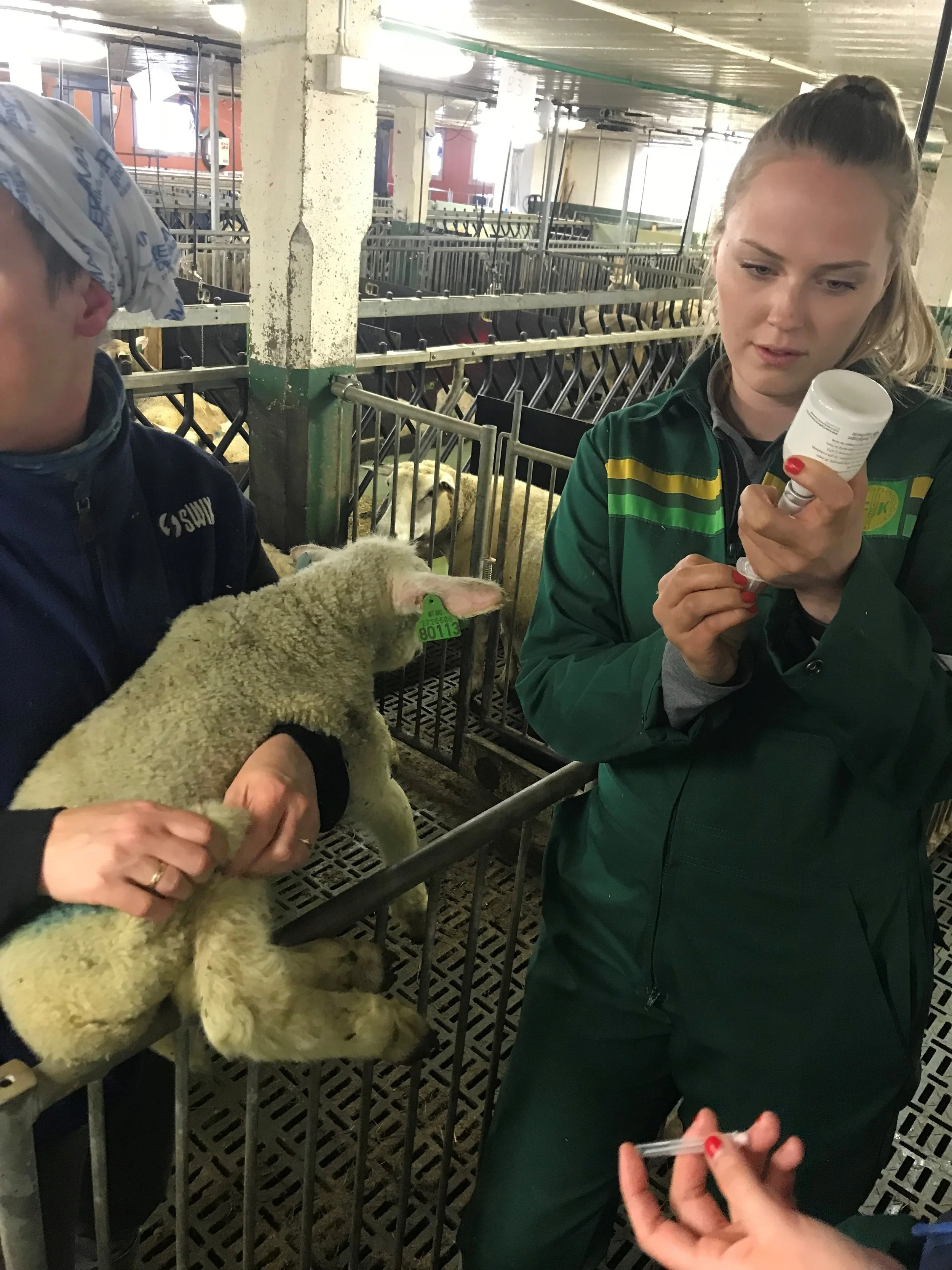 Johanne administering penicillin to one of the lambs