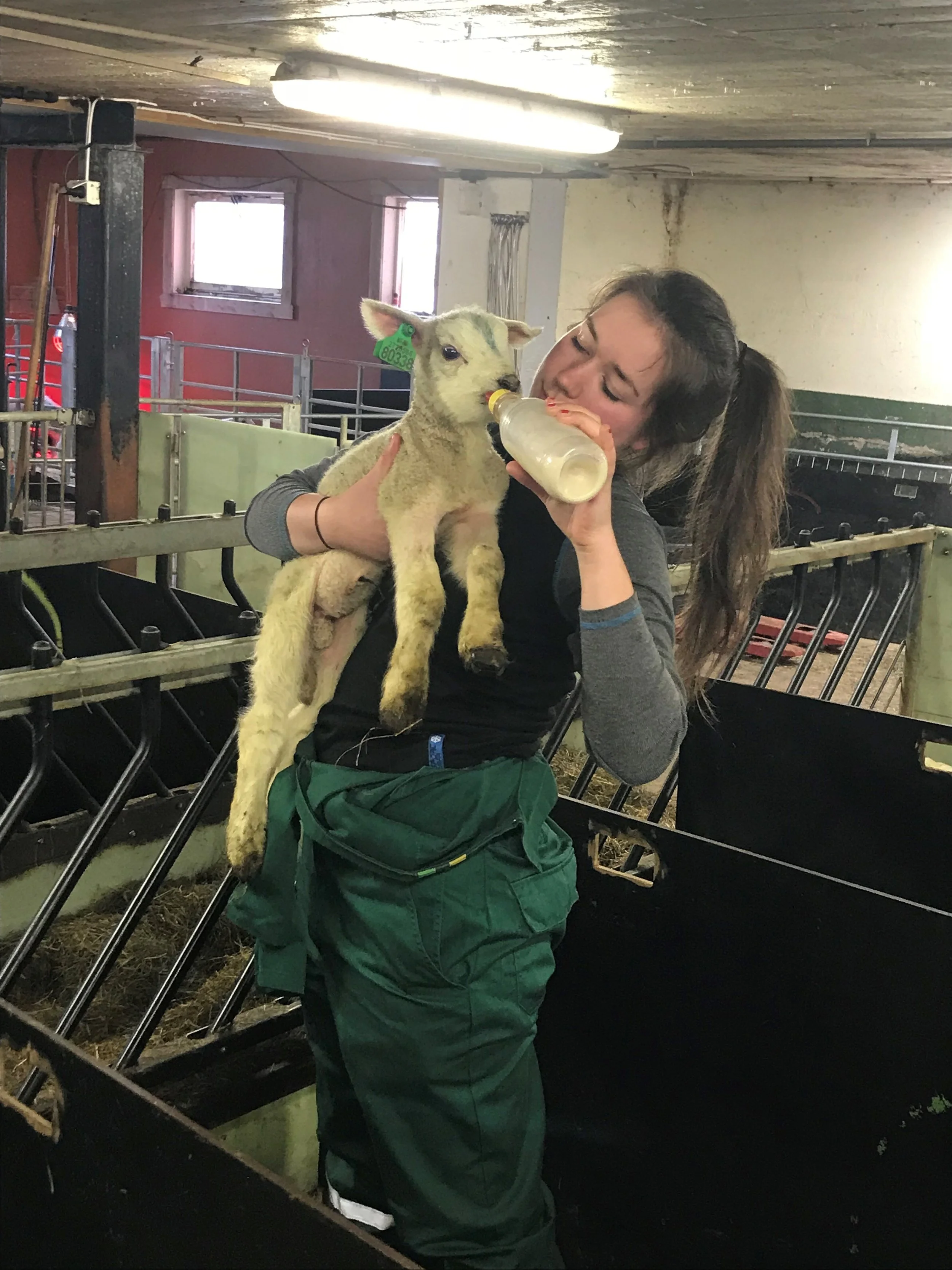 Cathrine bottle feeding one of the newborns