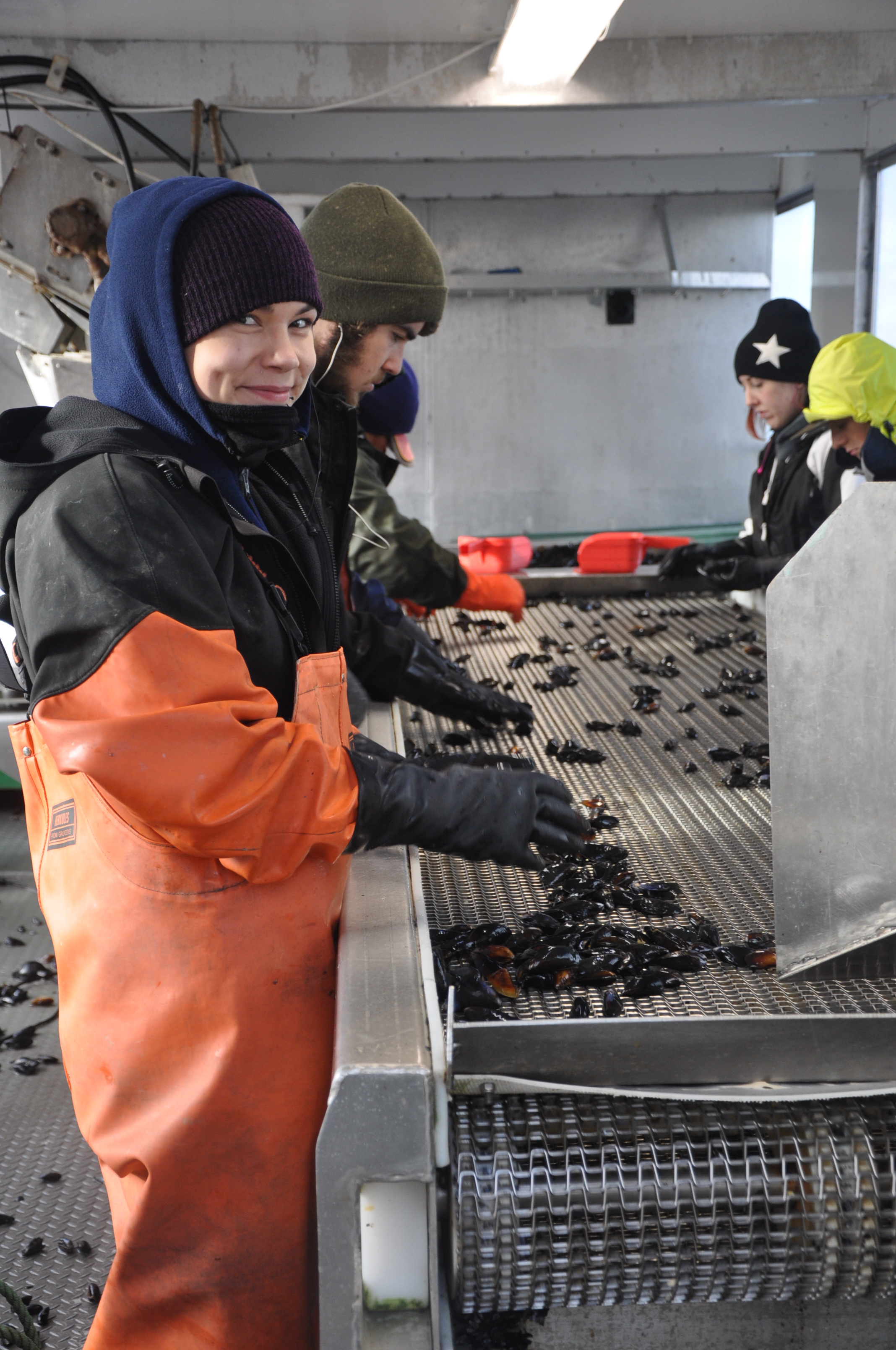 The process of inspecting mussels before they are weighed and packed takes place regularly so that our customers are guaranteed the freshest of shellfish available. The products we deliver not only include our mussels, but also Manila Clams and a full line of oysters--all fresh from the water.
