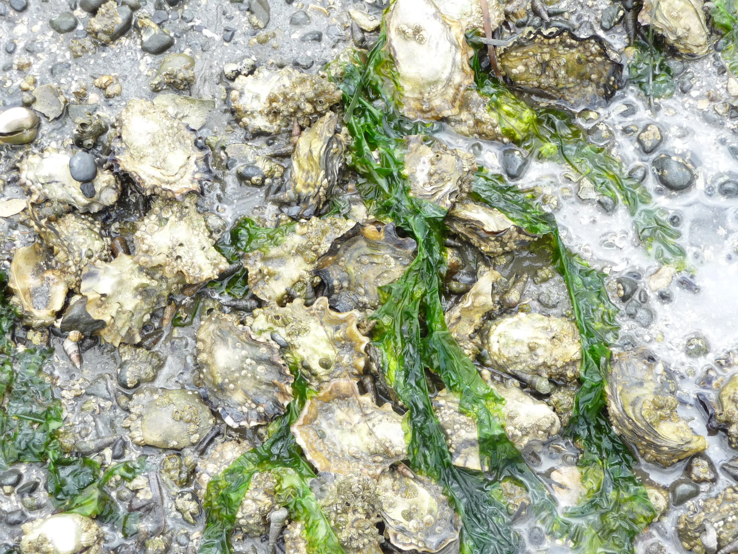 bed_grown_oysters.jpg