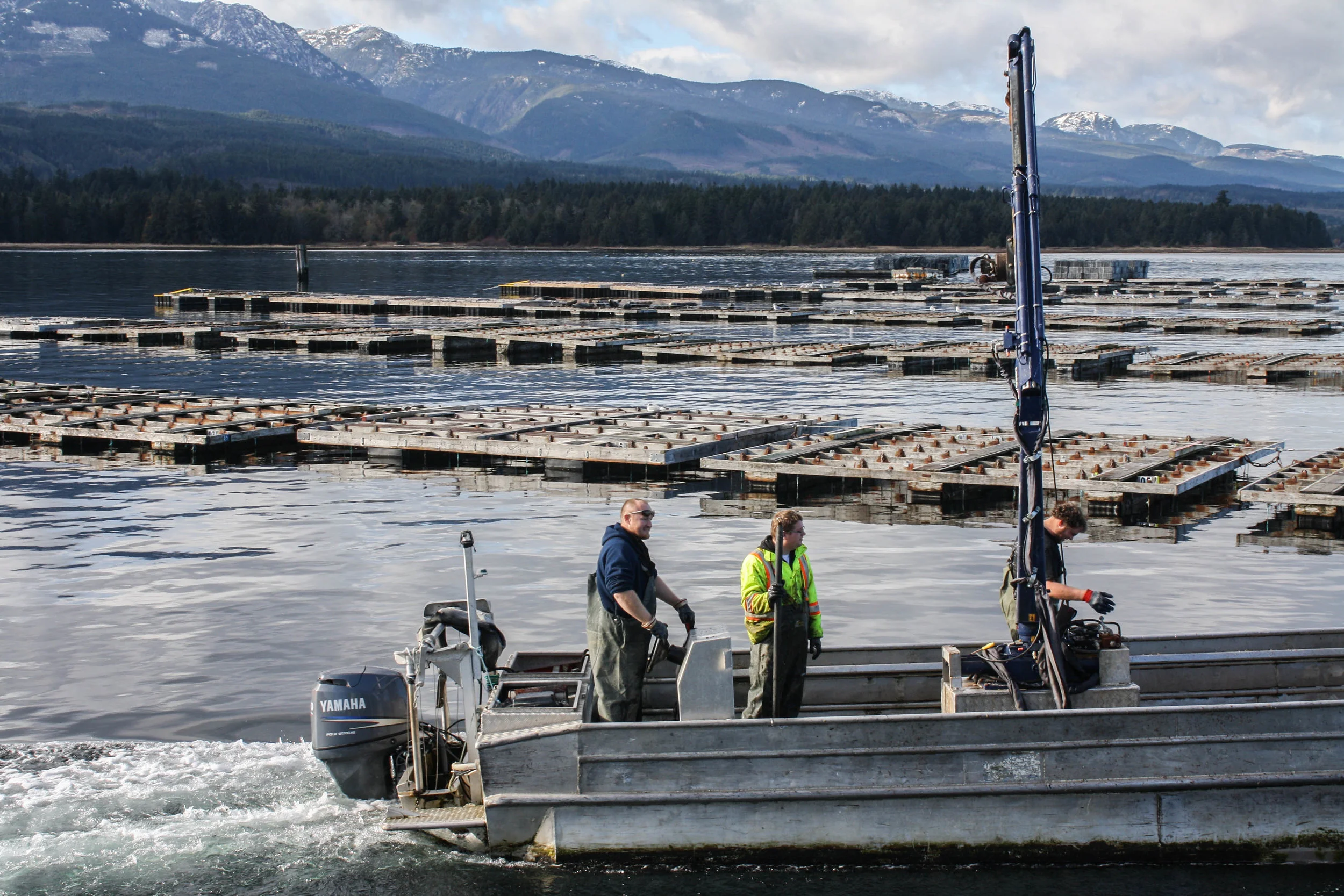 Suspended Culture — Penn Cove Shellfish