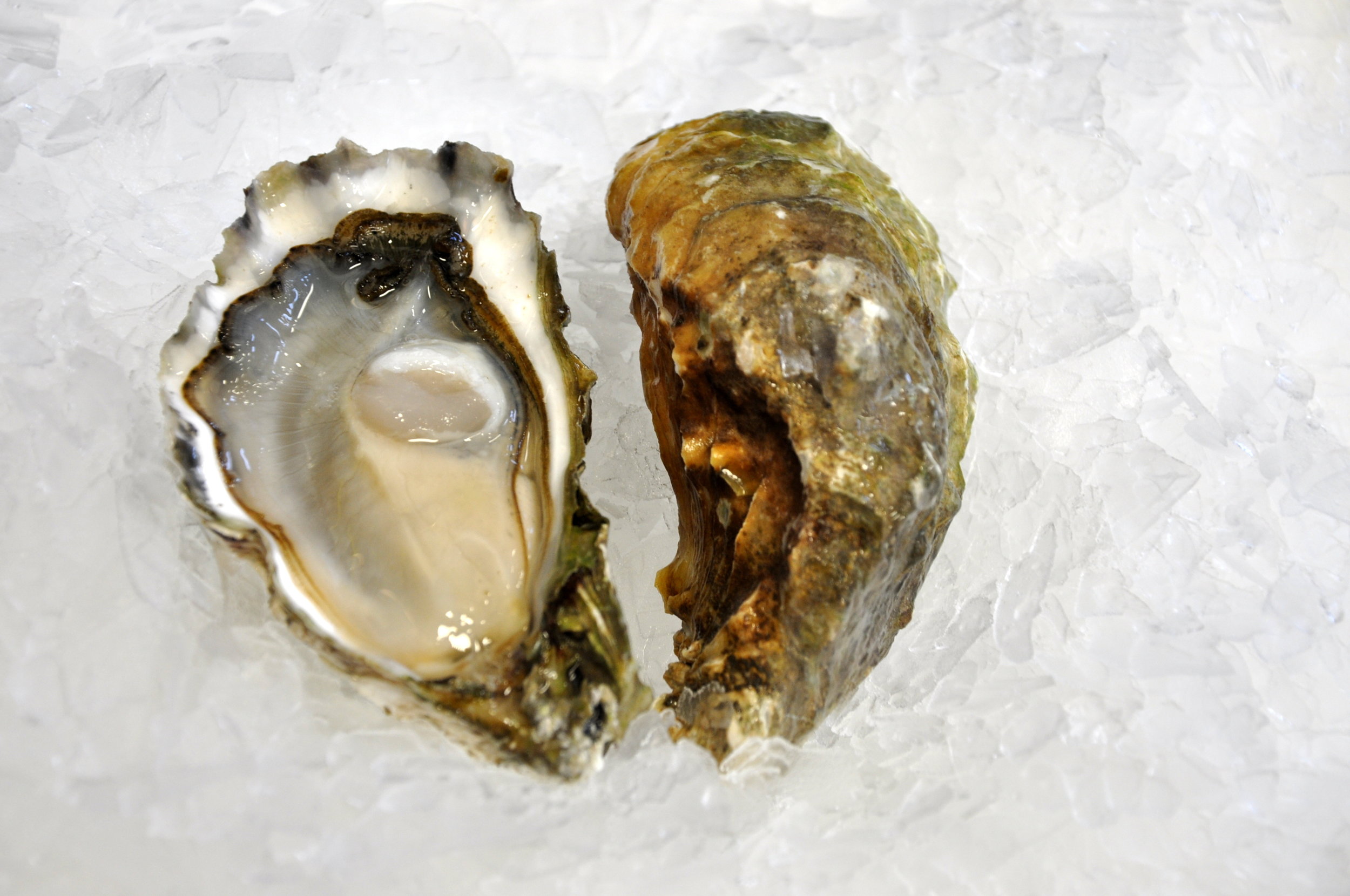 Dabob Bay Oysters.JPG