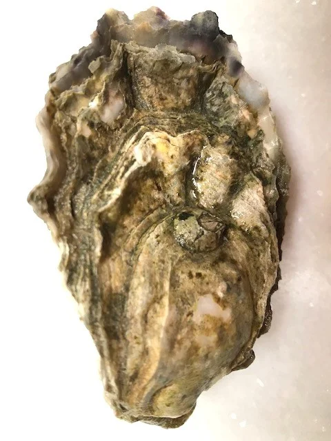 sunhollow shell.jpg