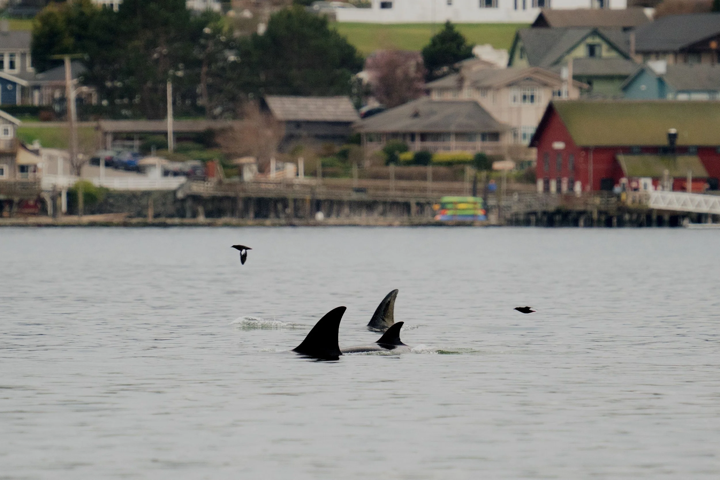 bigg-s-killer-whales-swimming-together-in-puget-so-2023-11-27-04-52-34-utc.jpg