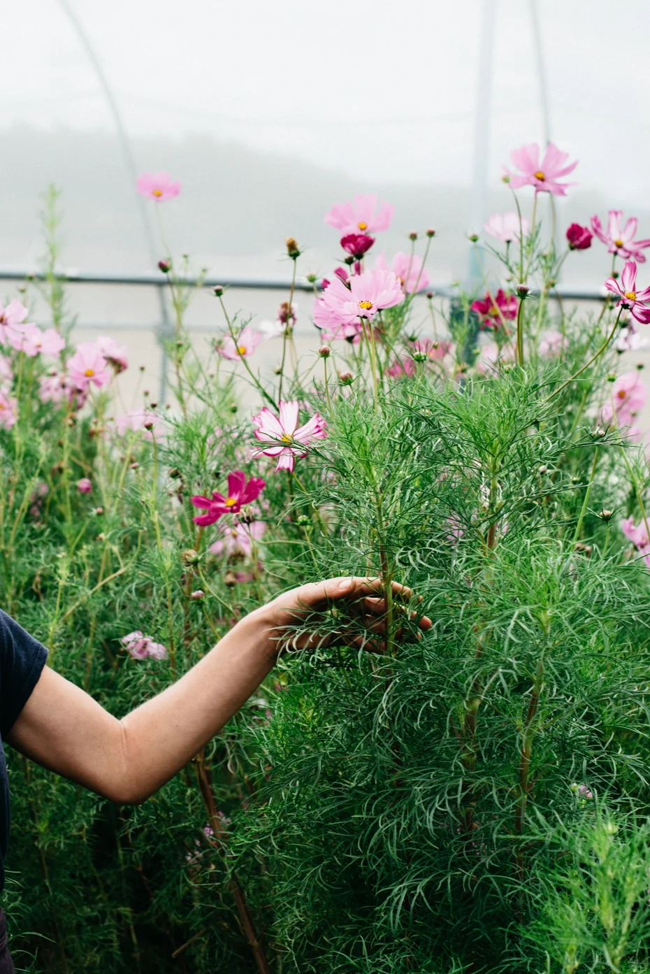 Stagionalità, economia locale e memoria sono i principali temi su cui si fonda il lavoro di Puscina Flowers
