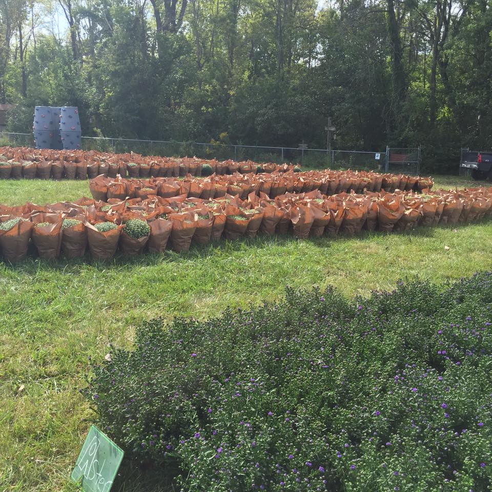  A sea of mums! 