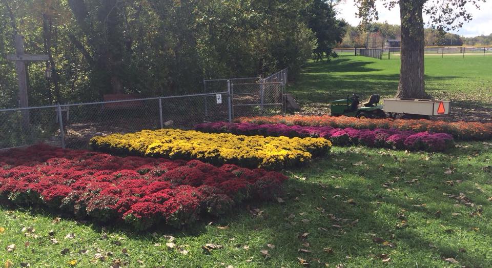  Fall Mum Sale 