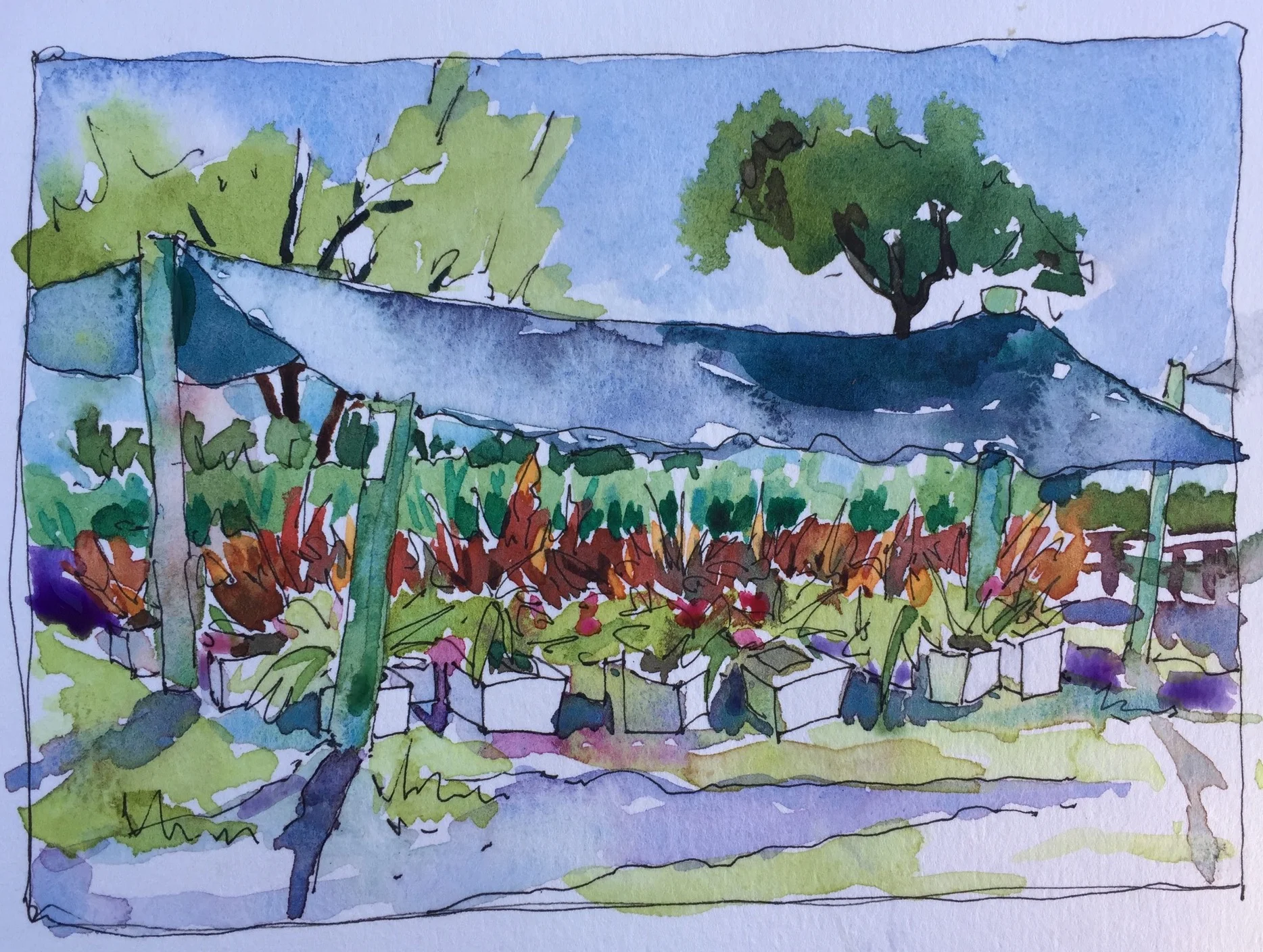 Blooming Freedom Sketch