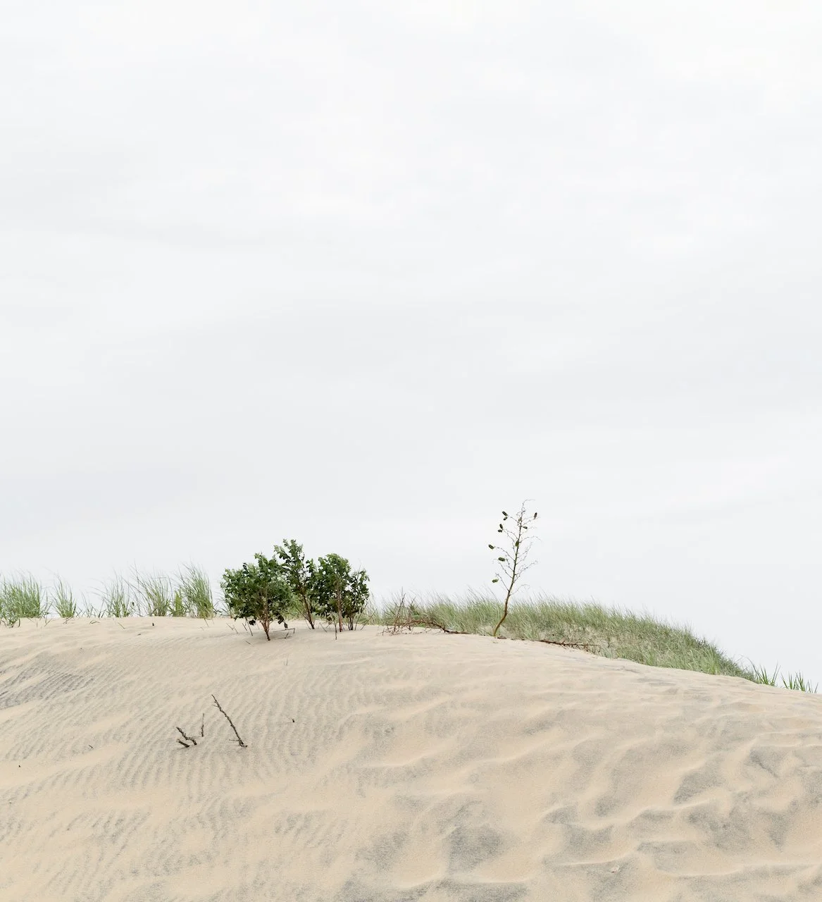 Quiet Sand, Verbose Wind