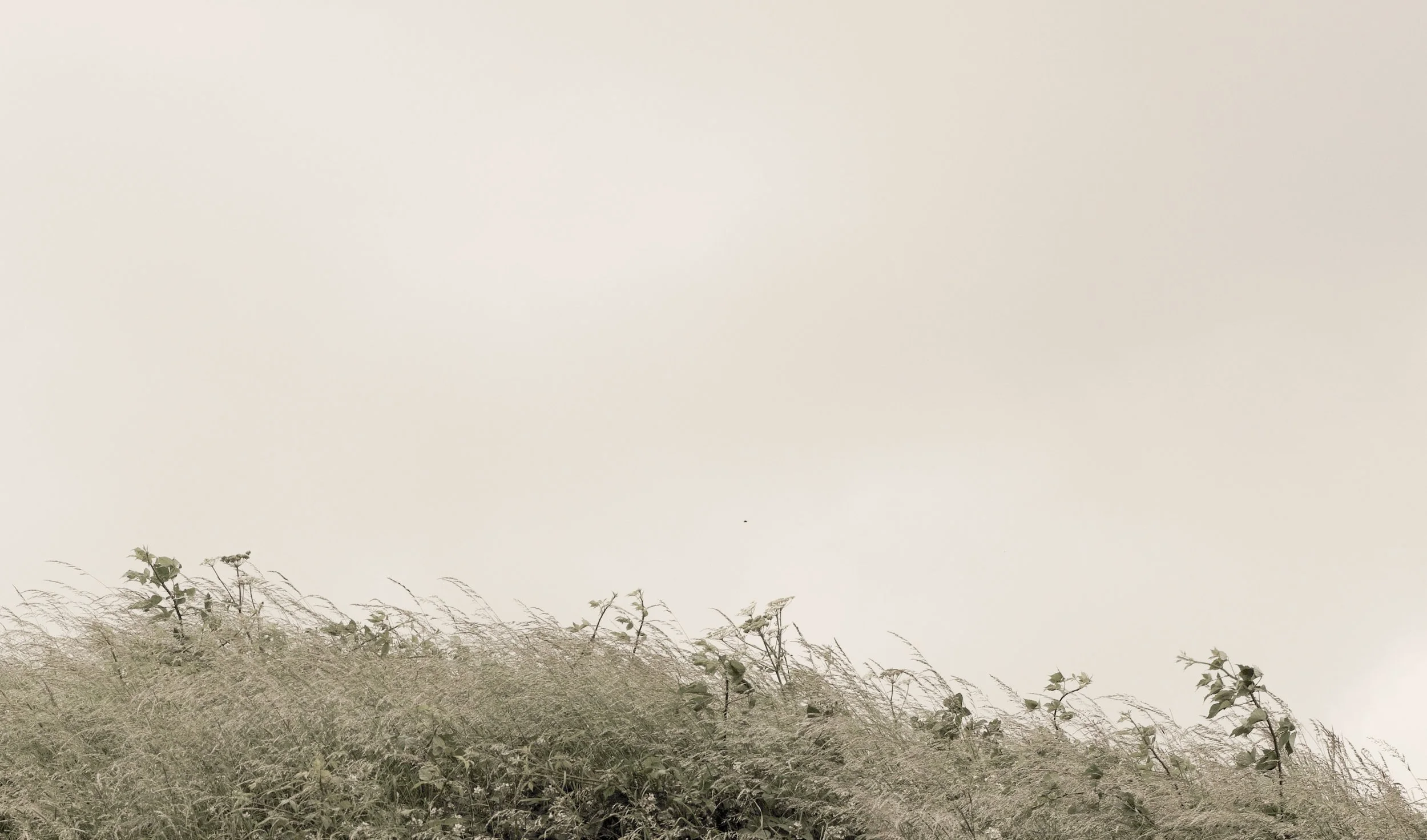 Parkside Wind