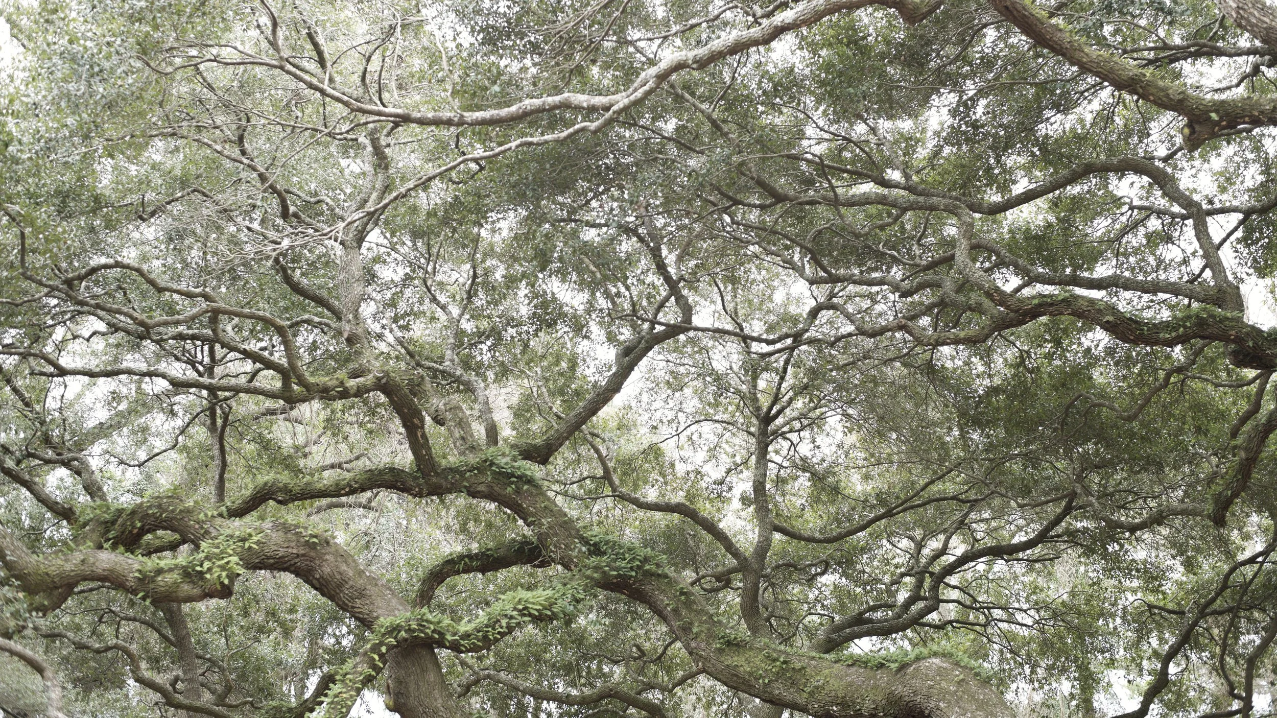 Angel Oak