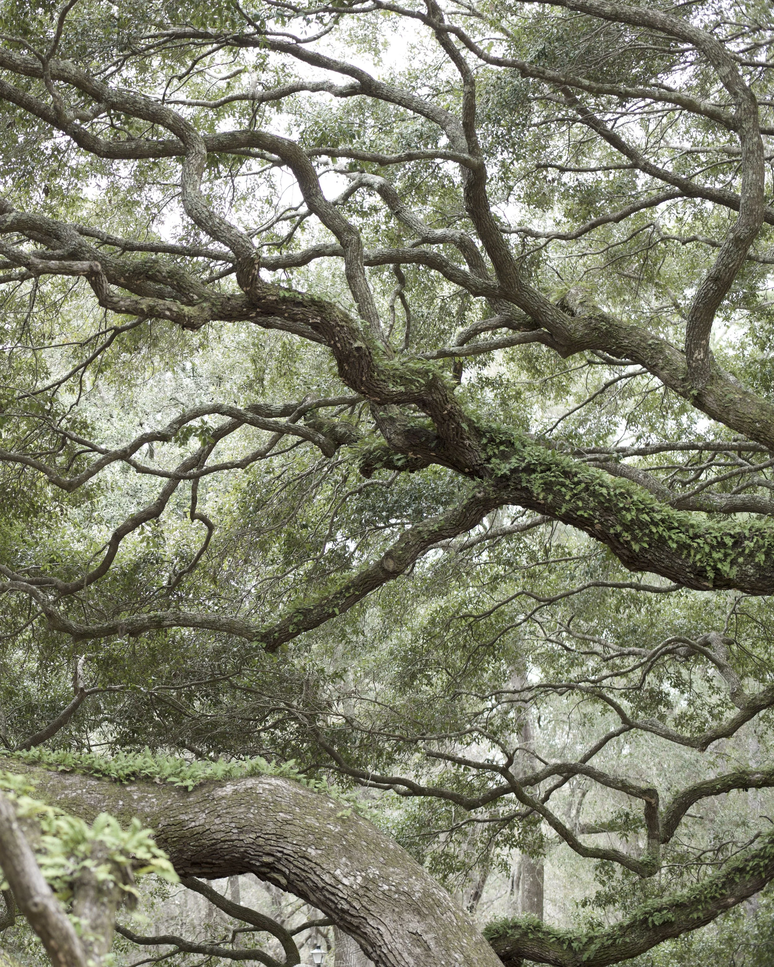 Oak Story