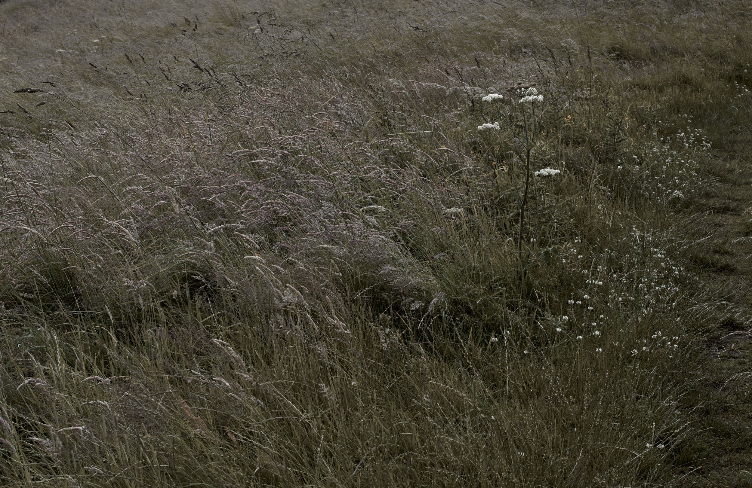 _DSC9106.jpeg