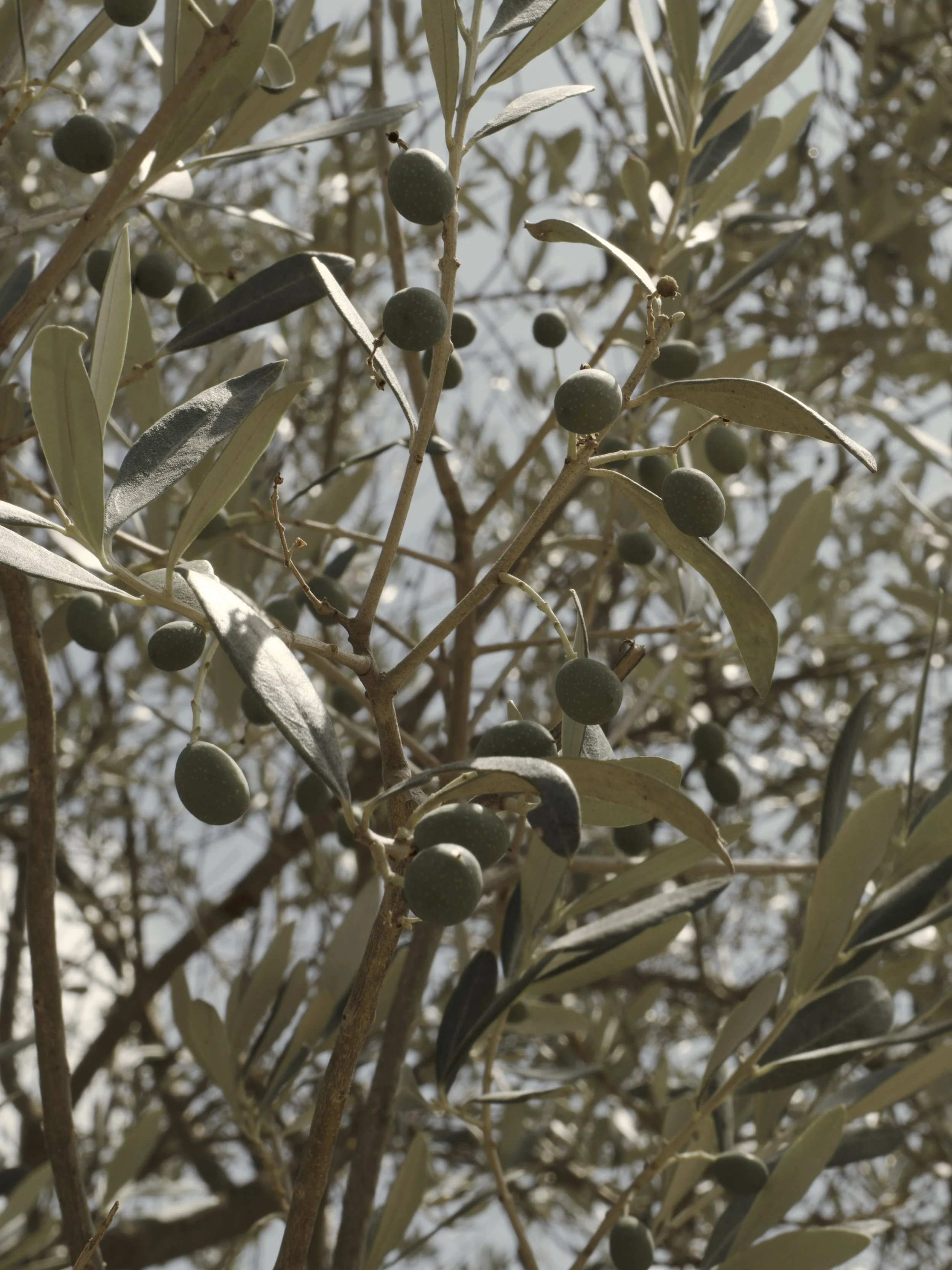 _DSC0946.jpeg