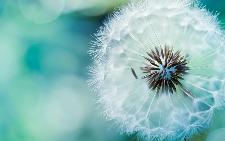 EYP Essential Oil Tip: Respiratory Blend