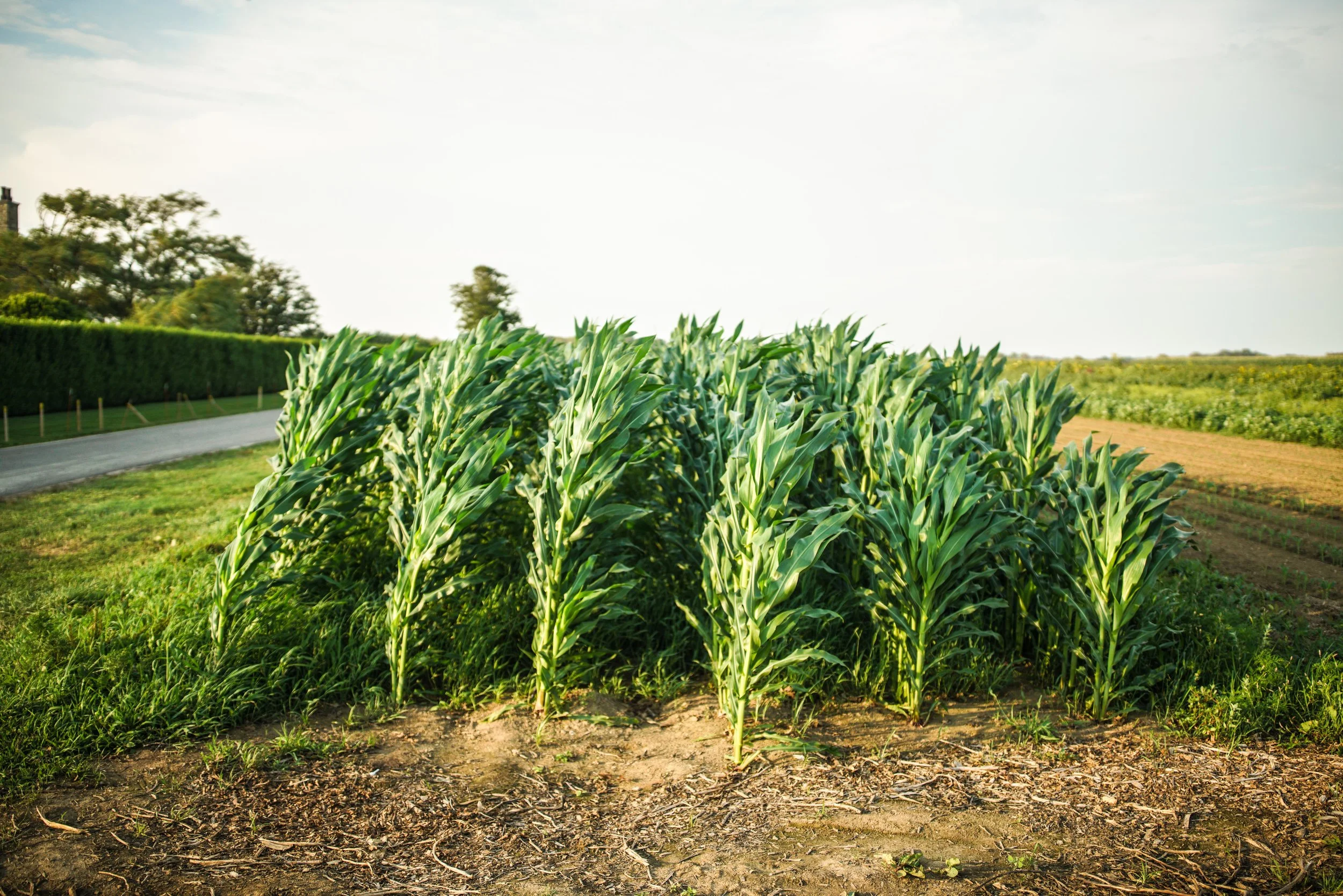 August in Mecoxsmall-10.jpg