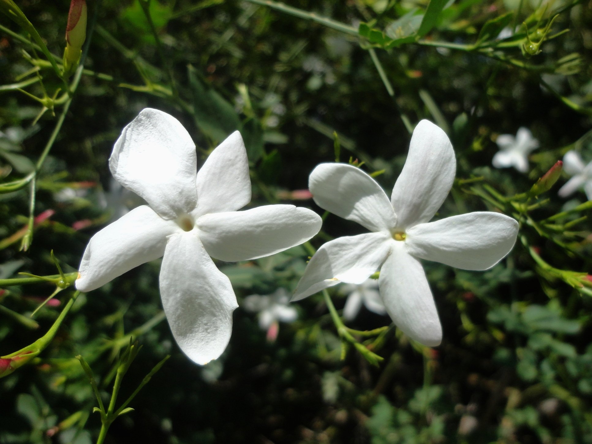 Jasminum grandiflorum.jpeg