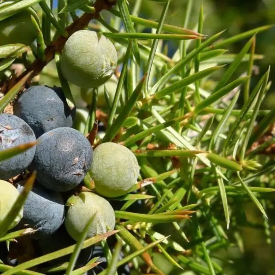Juniper berries .jpg