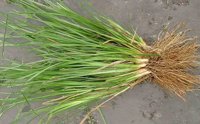 vetiver-essential-oil.jpeg