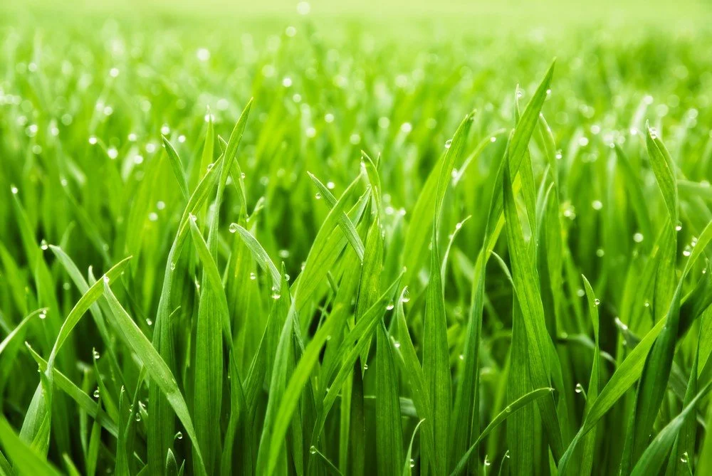 green grass.jpeg