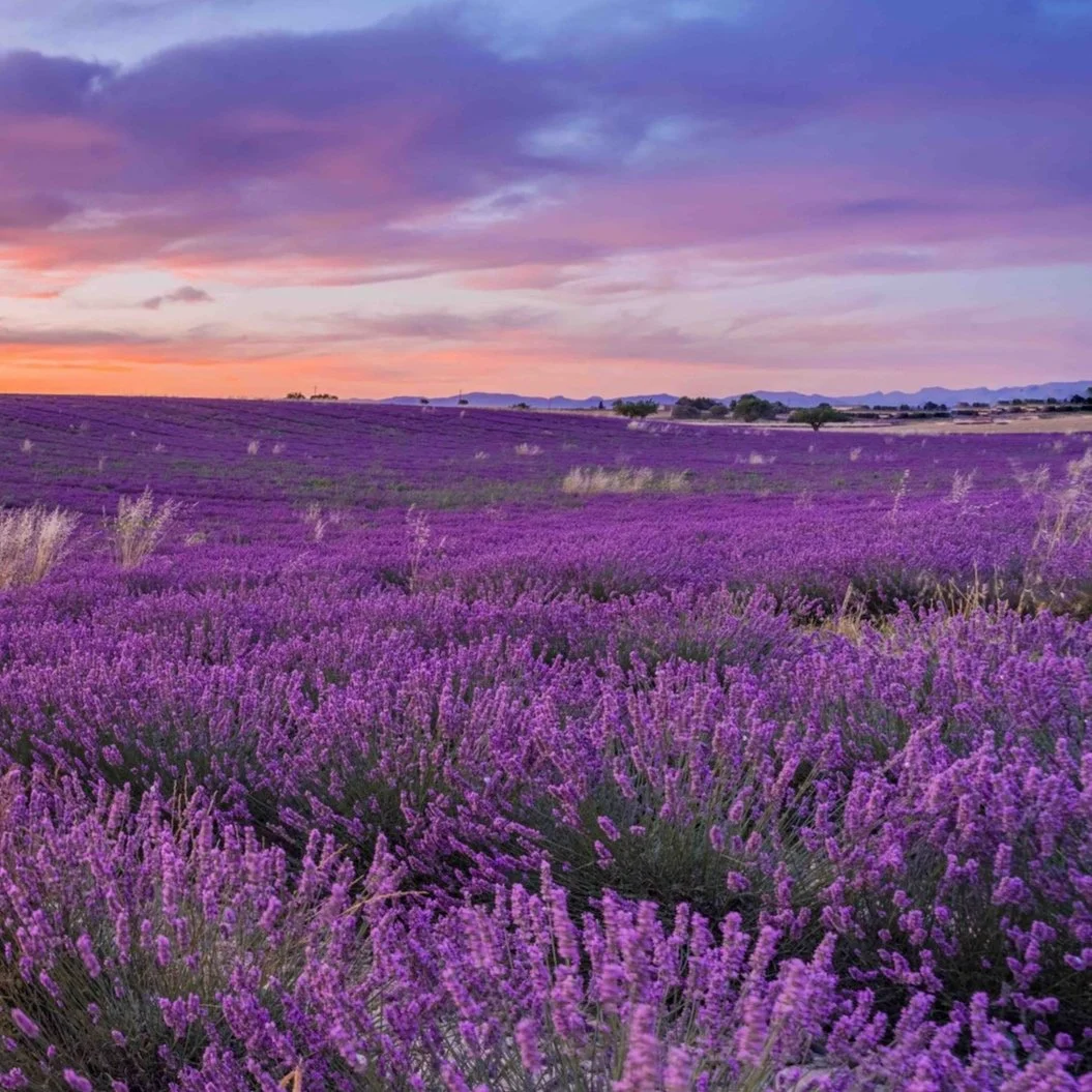 Lavender Dreams Blend