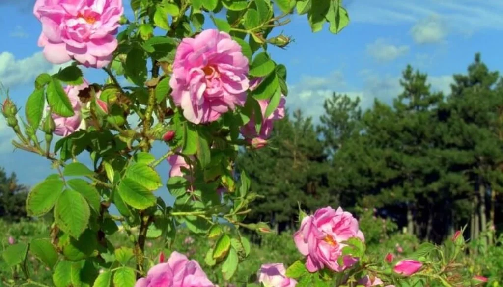 PEA - Ex. Turkish Rose