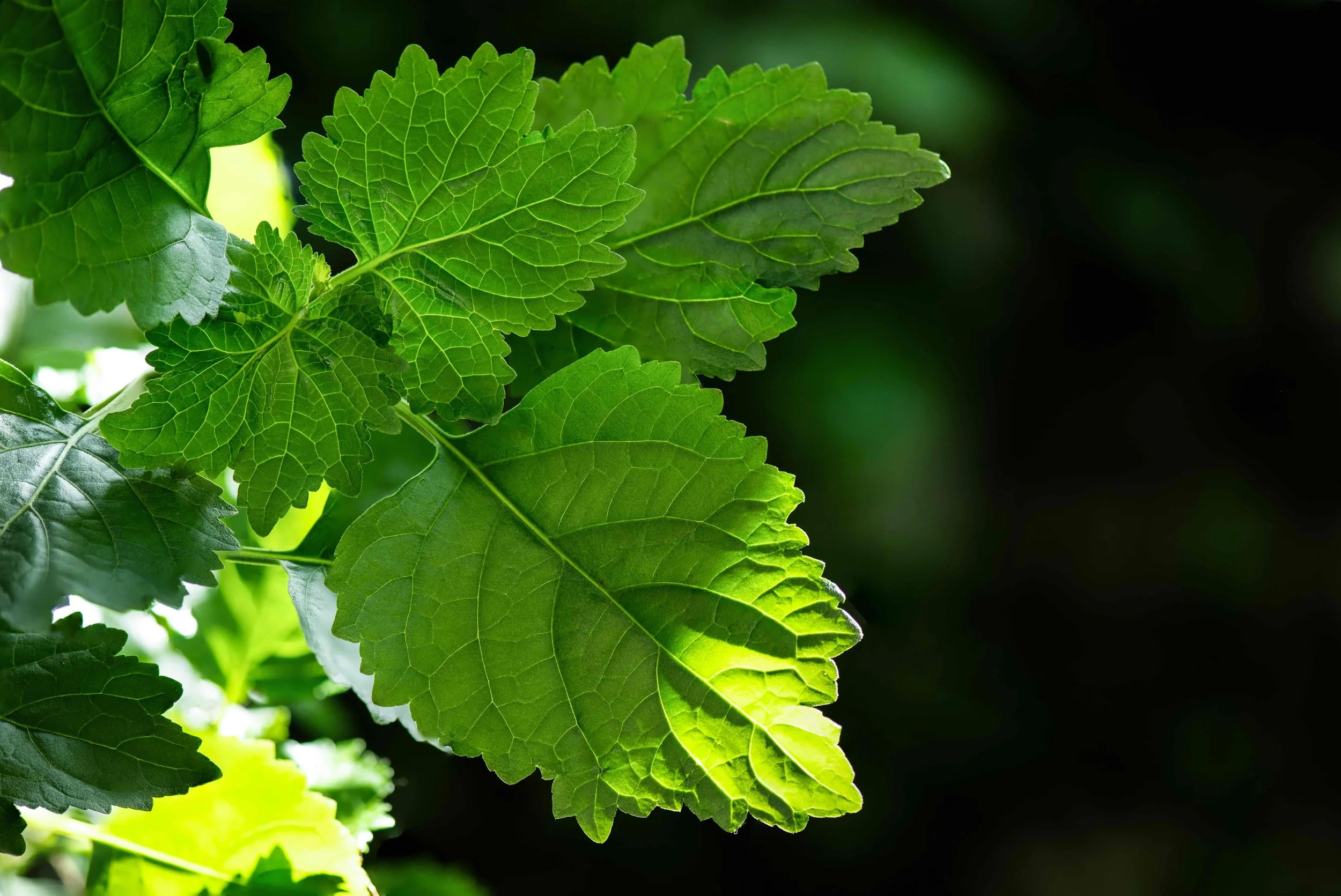 Patchouli SS_2321828987 sm.jpeg