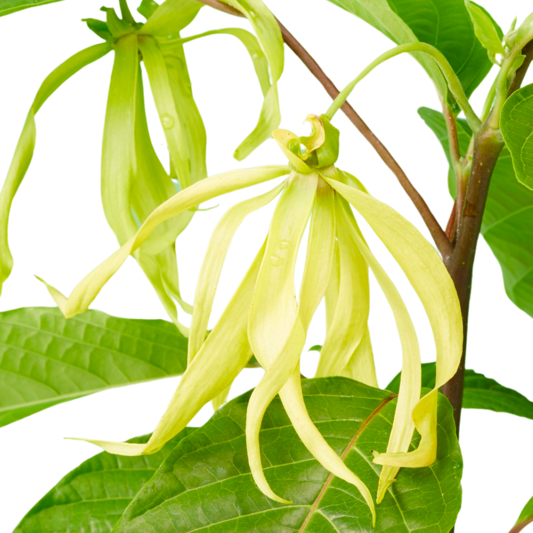 Benzyl Acetate Natural Isolate