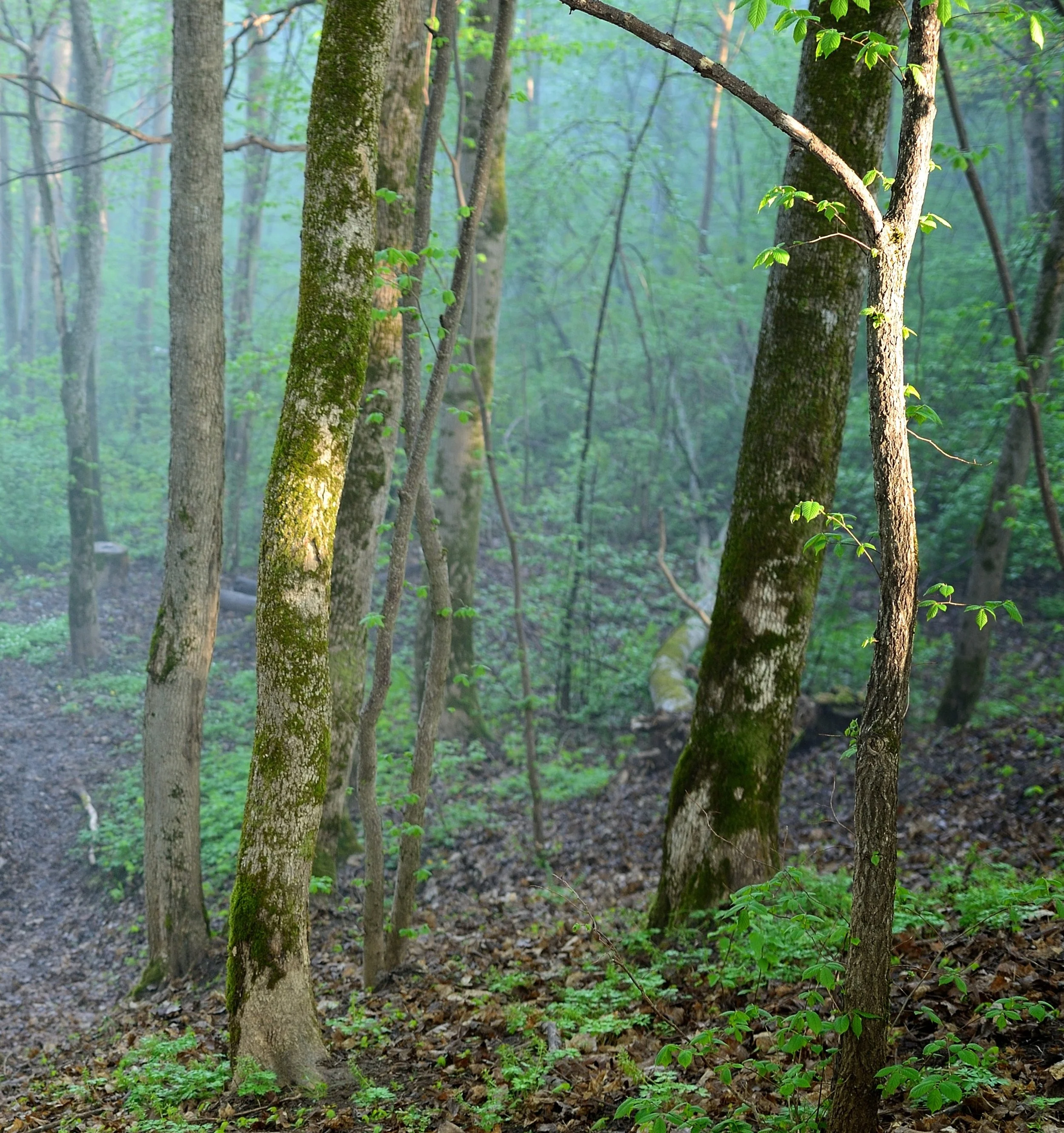 Bois des Landes (Robertet)