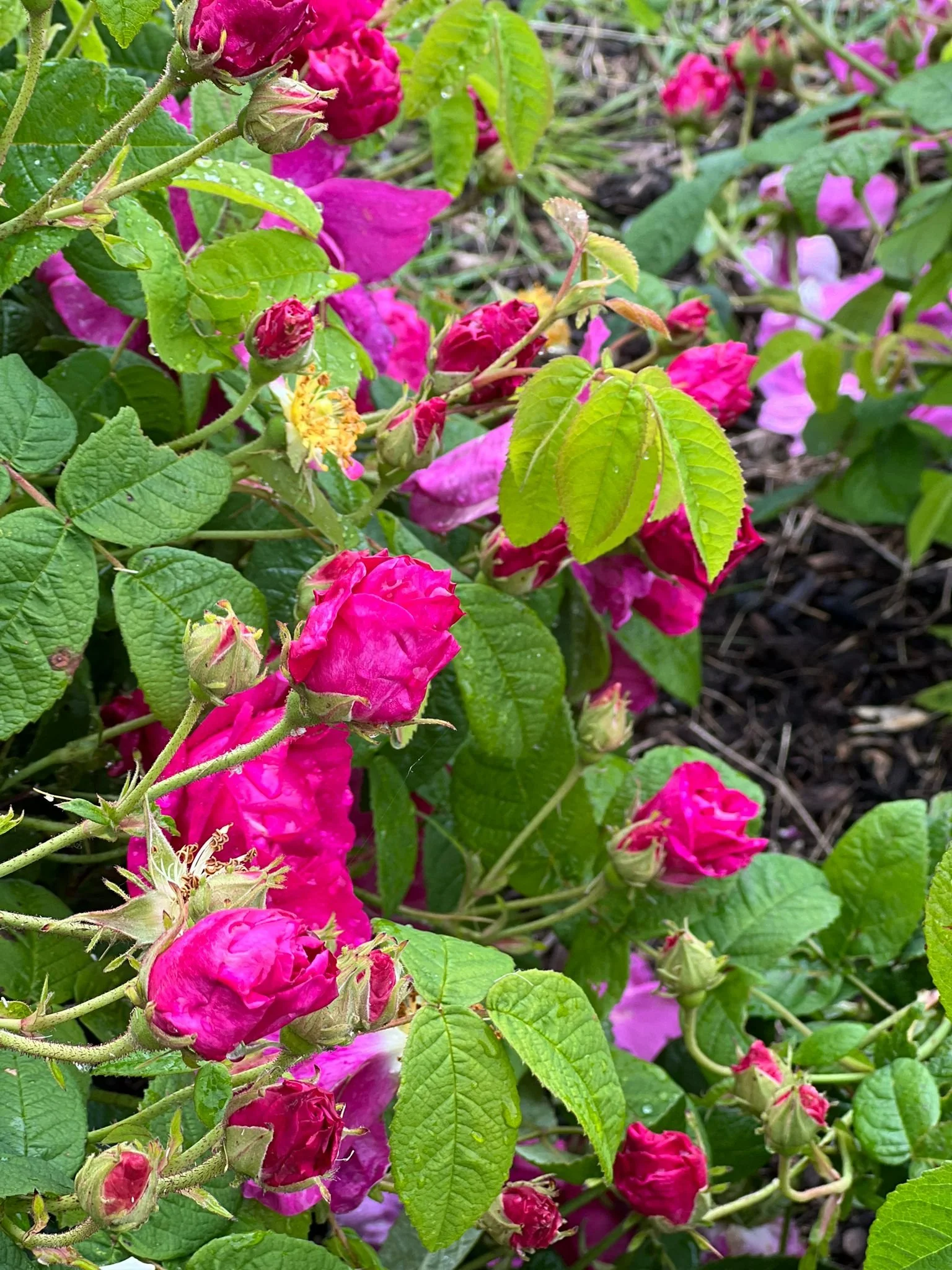 Phenylethyl Acetate Natural