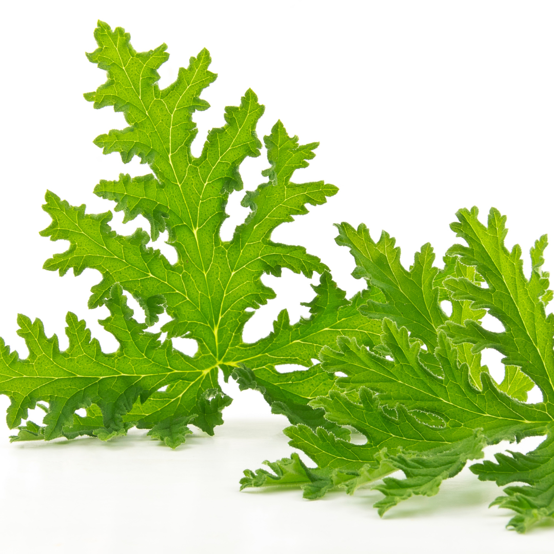 Citronellal Natural Isolate