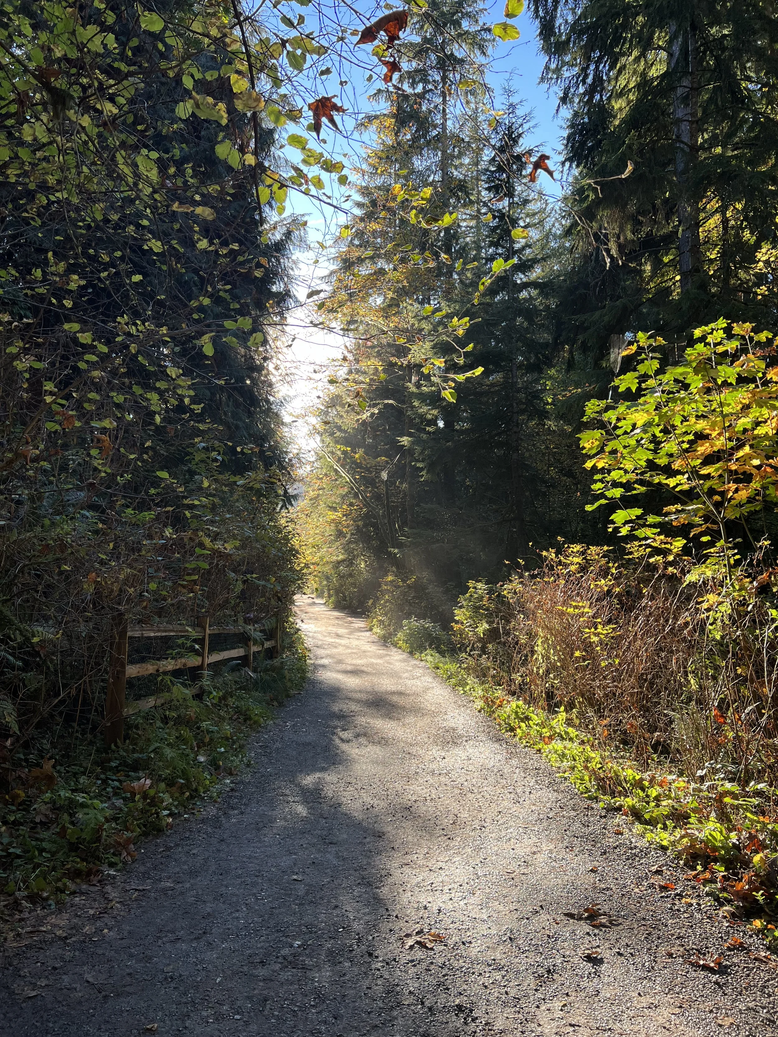 Hiking trail in Washington State.jpeg