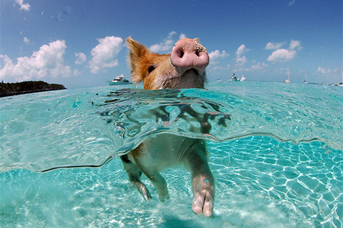 Swimming Pig.jpg