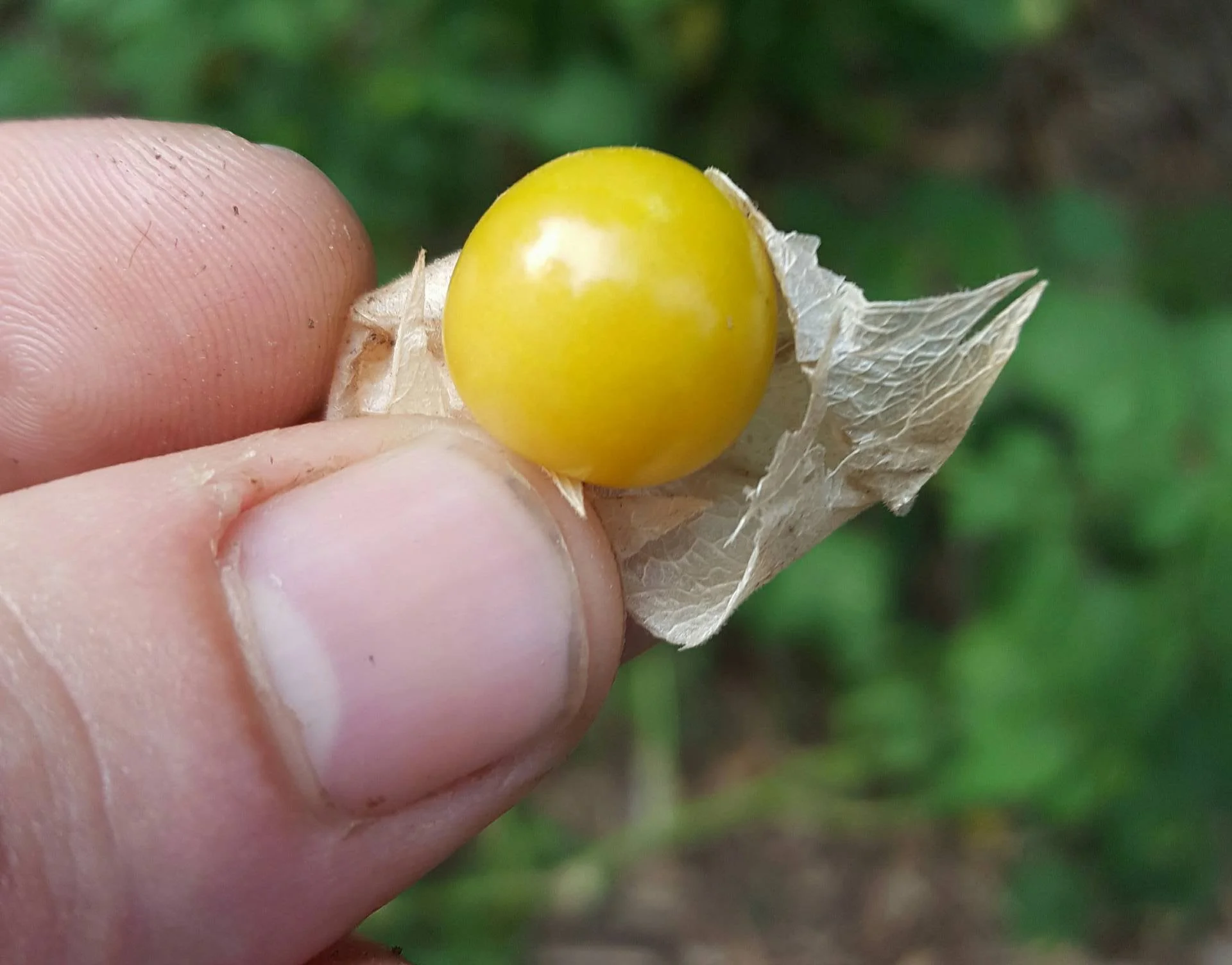 Husk Cherries 