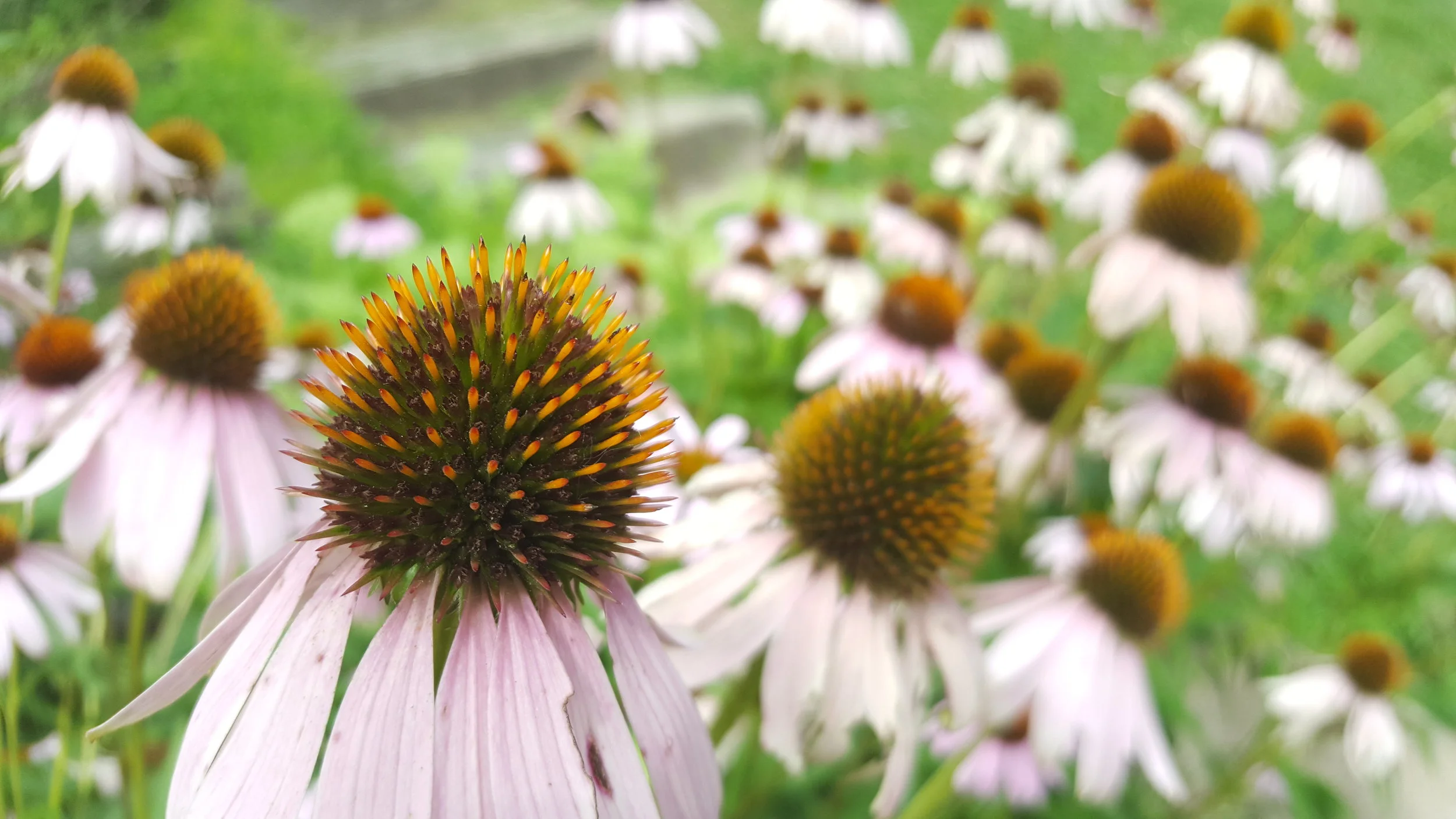 Flowers 2.jpg
