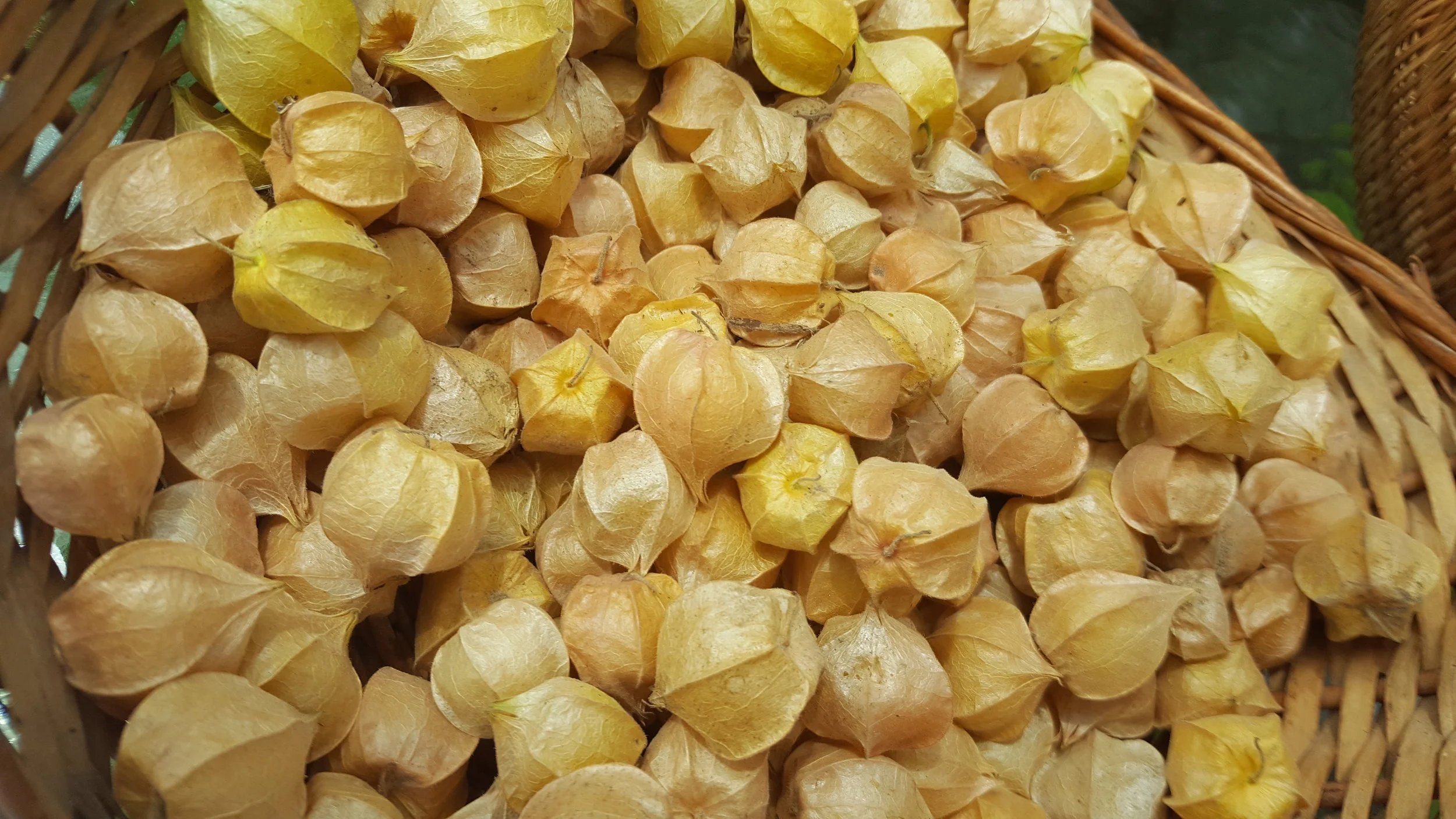 Husk cherries2.jpg