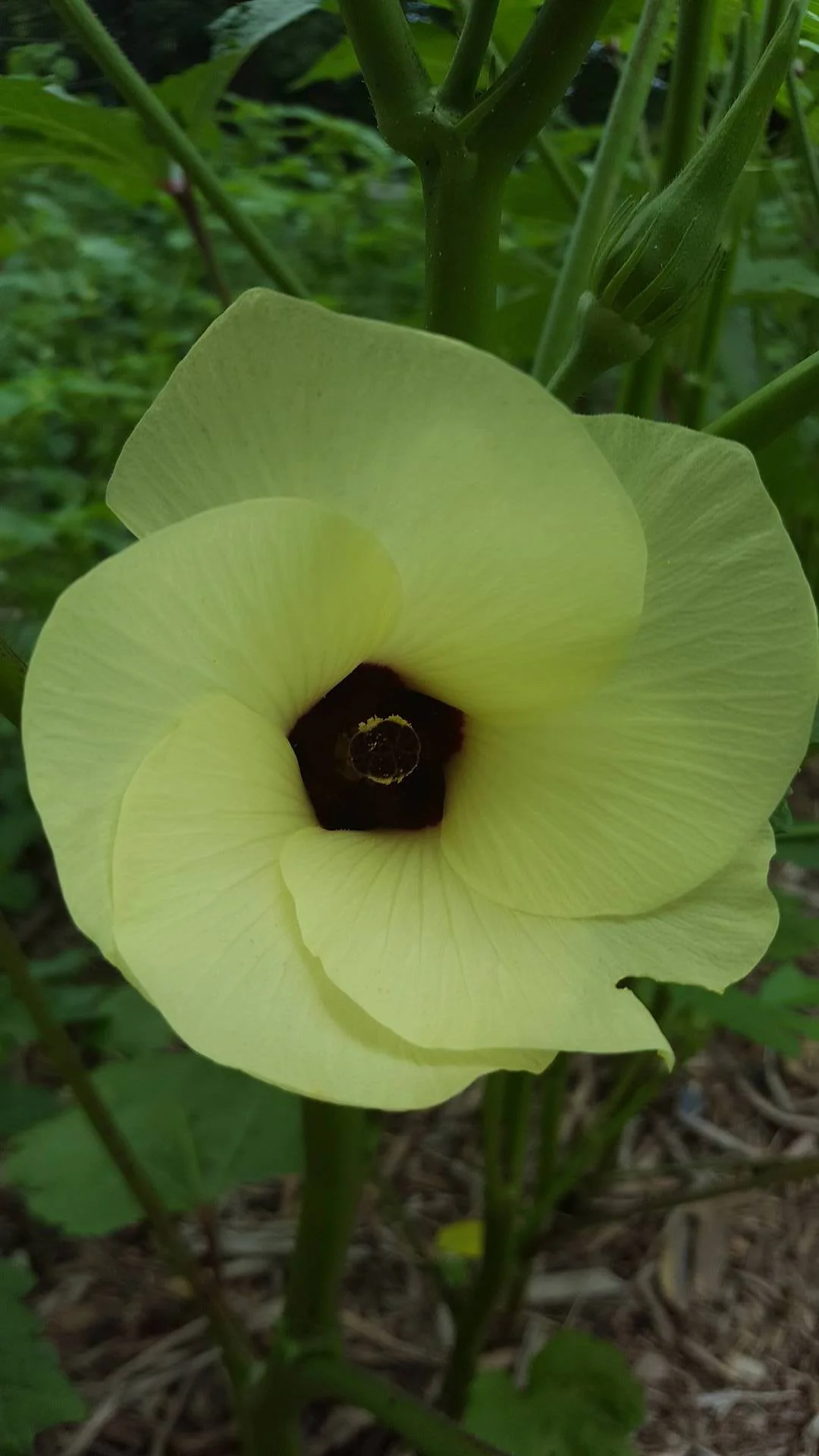 Okra flower.jpg