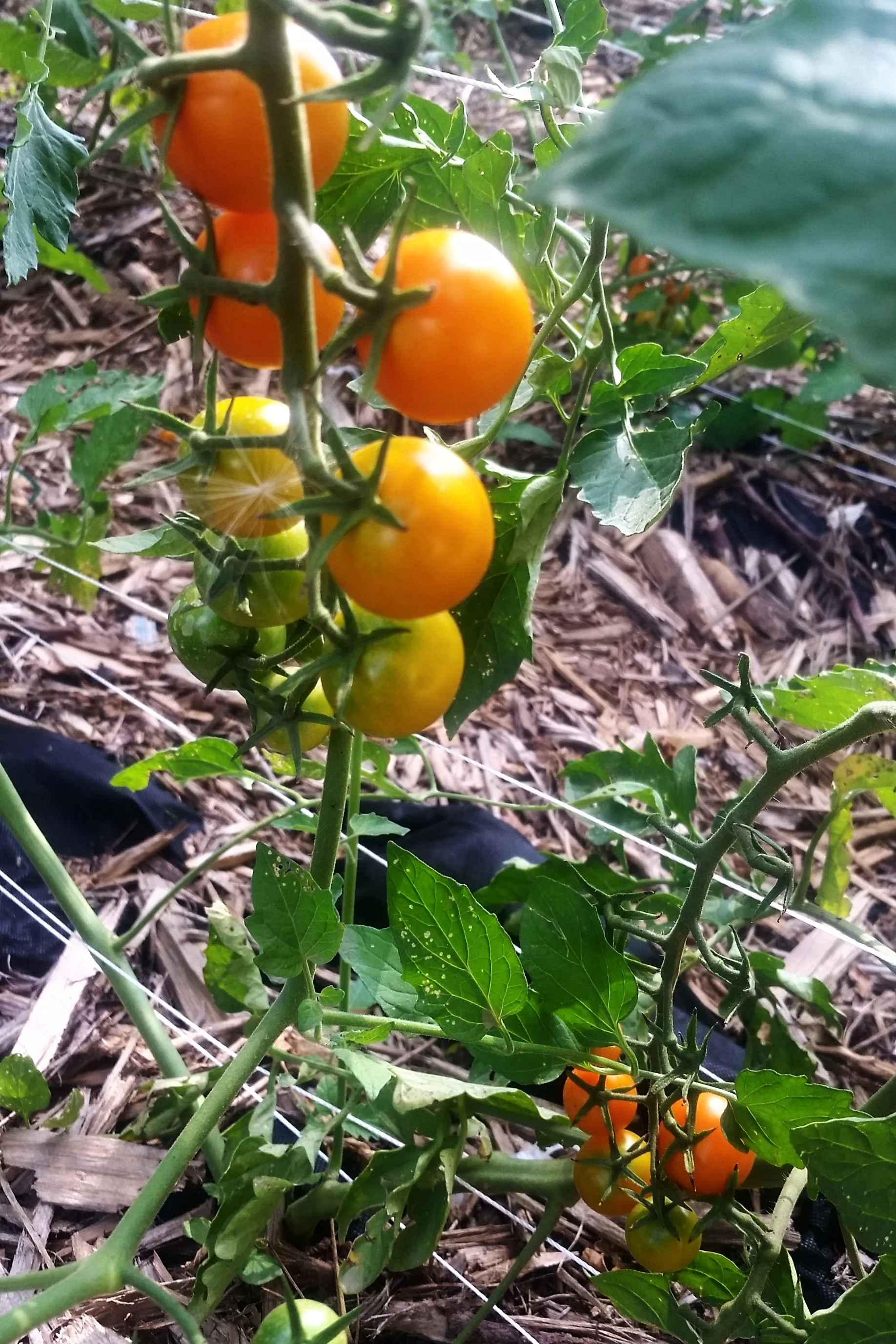 cherry toms.jpg