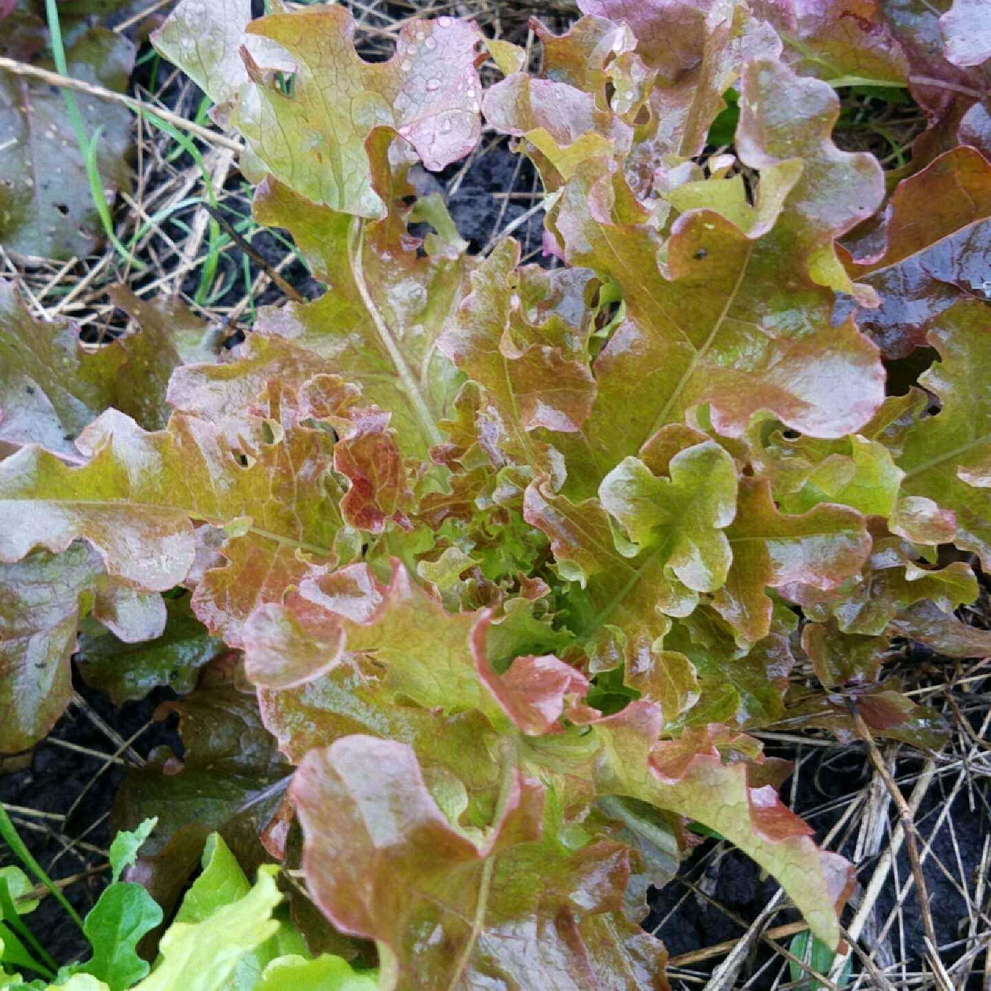 lettuce.png