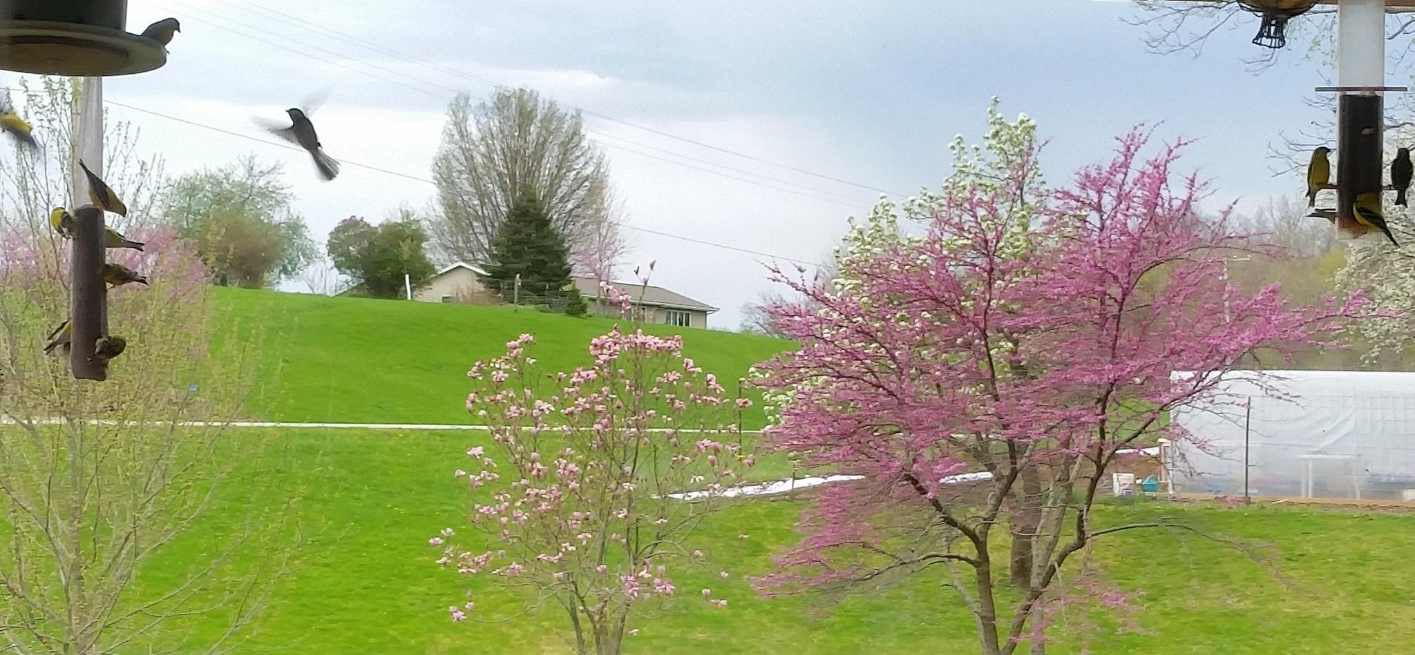 Spring window.jpg