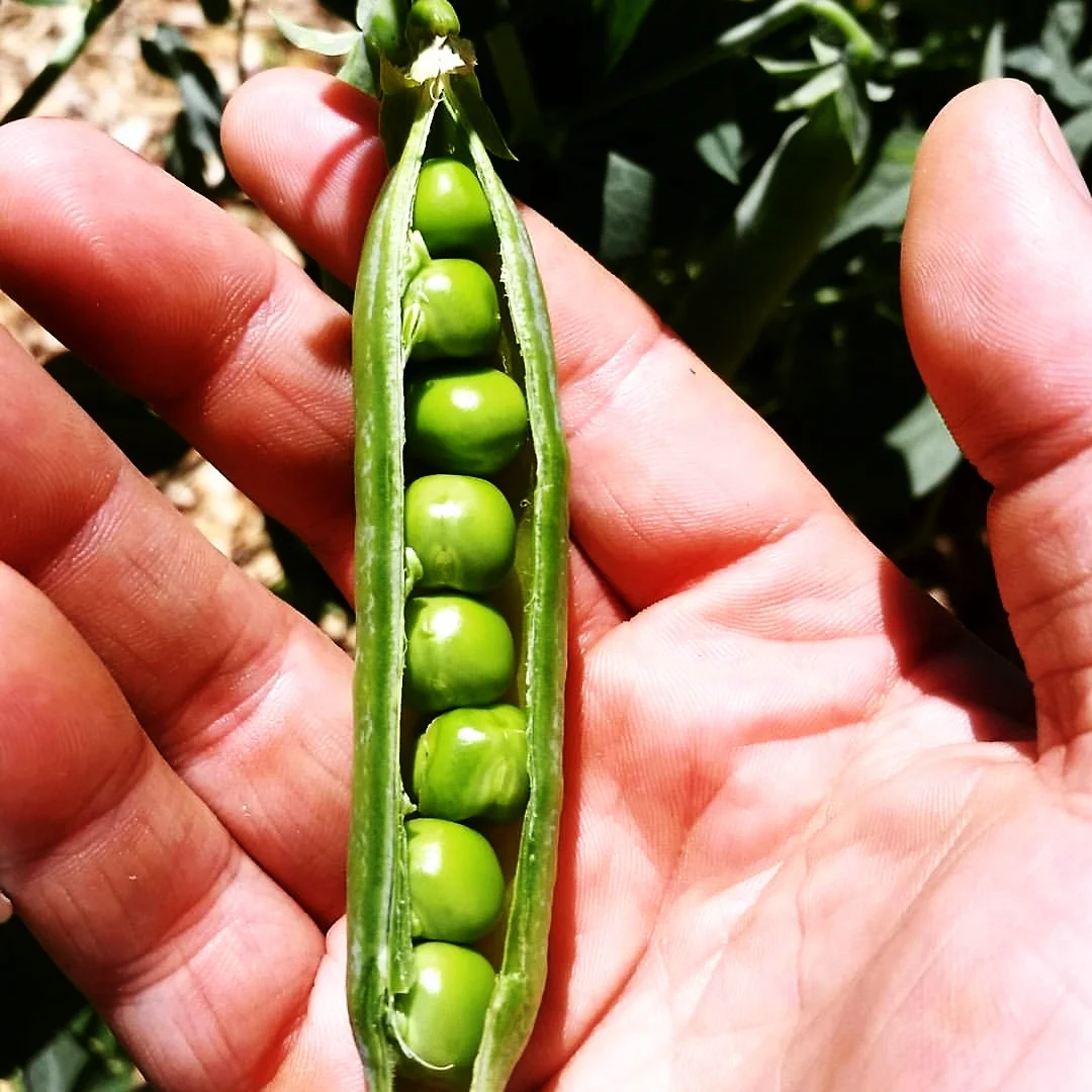 Pea.jpg