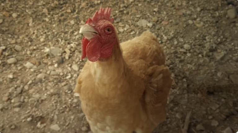 Screenshot 2023-03-28 at 2.36.51 PM.png