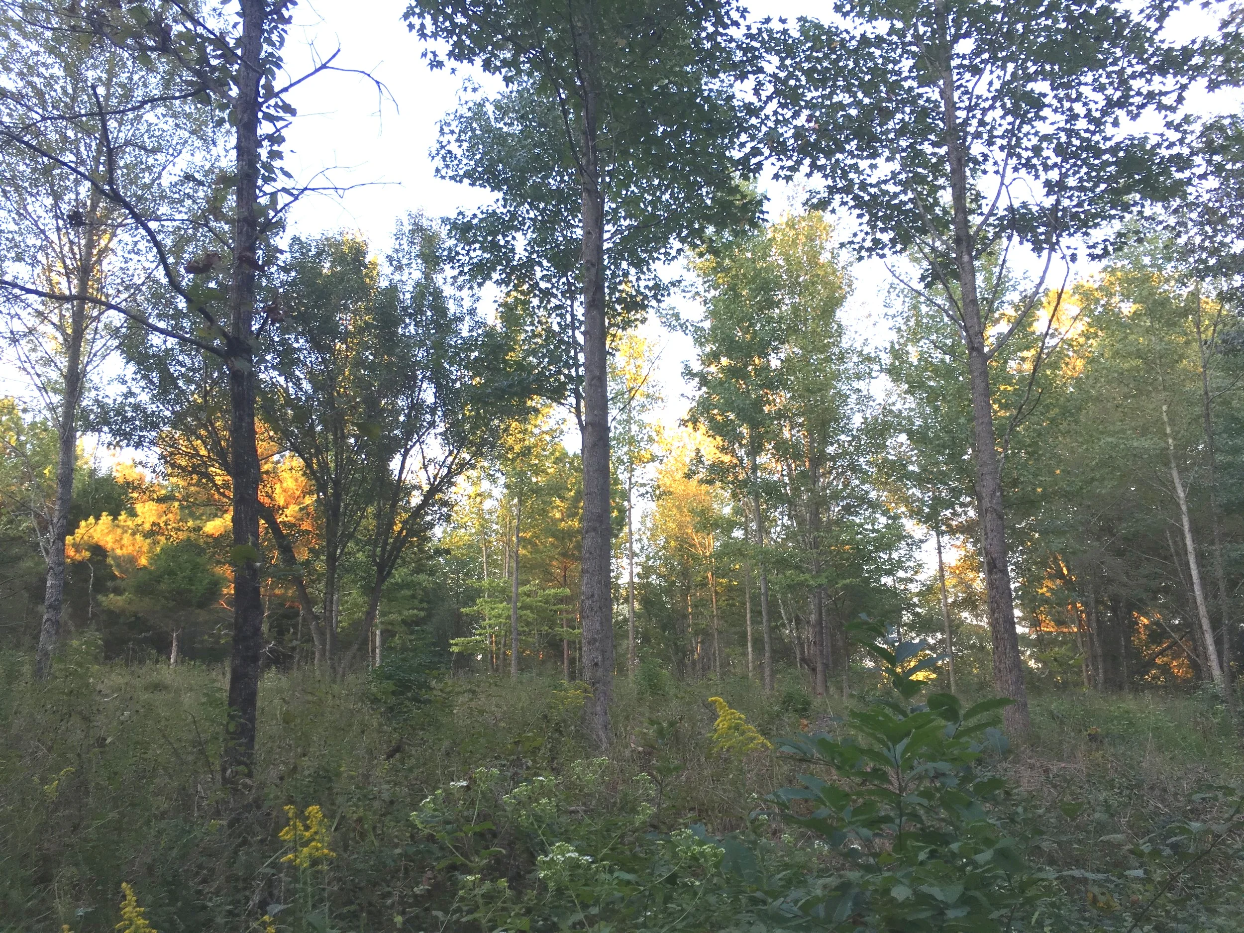 A highly competitive early successional forest after regenerative forest thinning services by Thriving Earth Farm and Development.