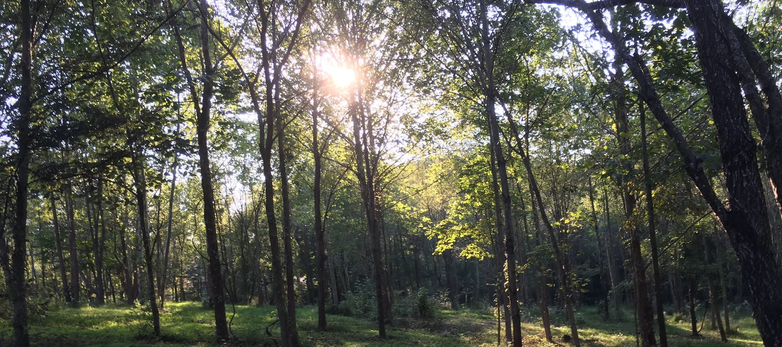 Sweetgum Wisdom and Mushroom Log harvesting @ Thriving Earth Farm